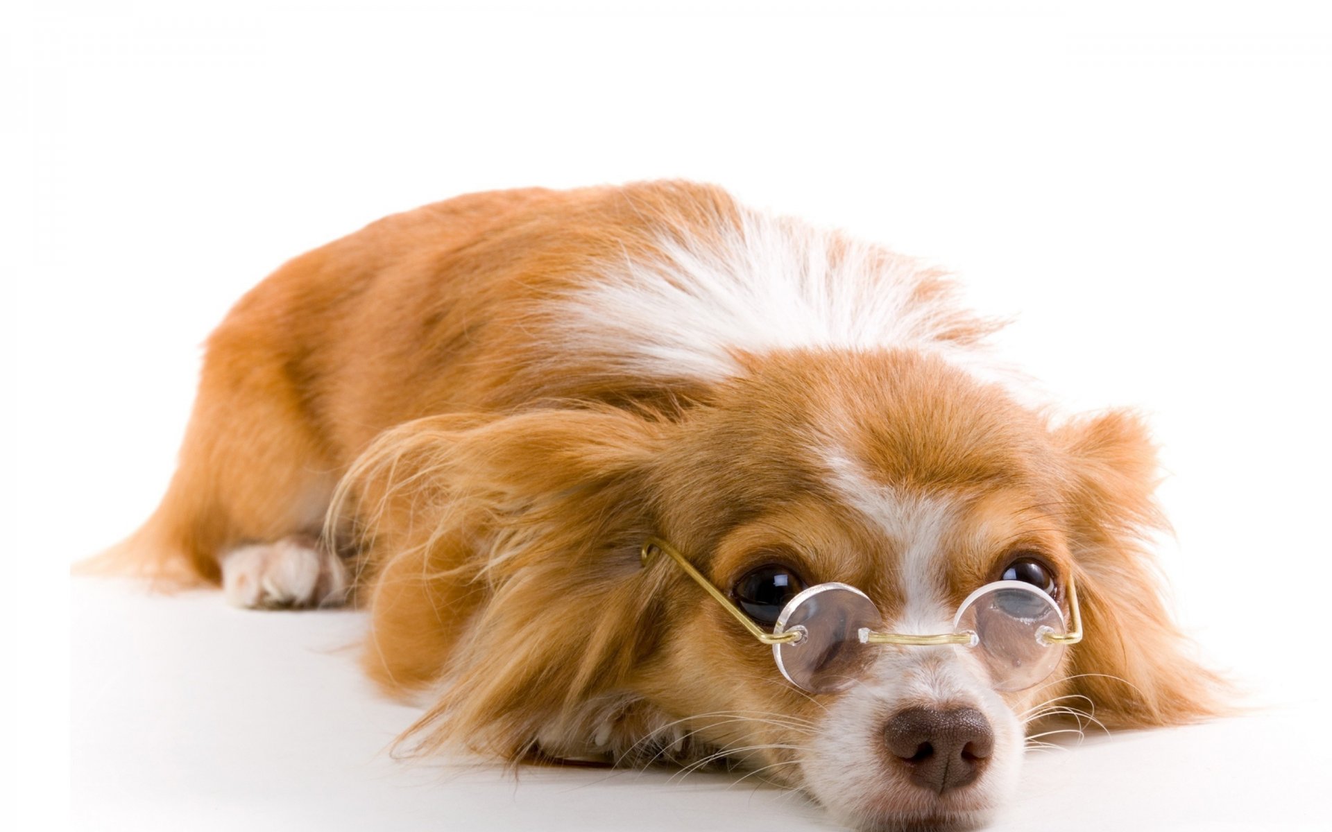 chien rousse lunettes fond blanc