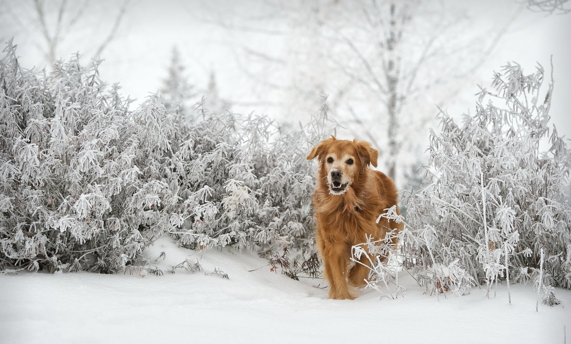 chien vue ami hiver