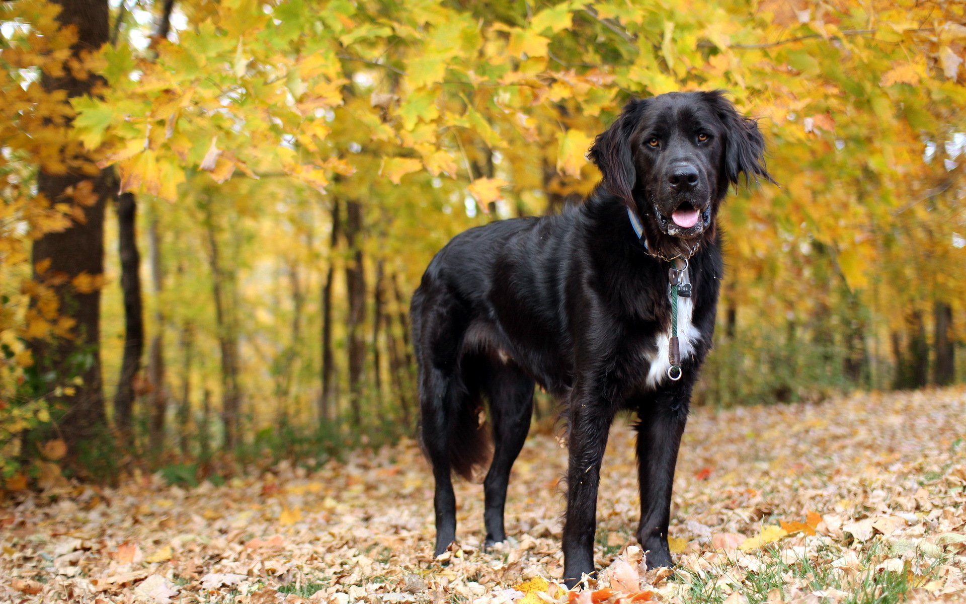 cane amico autunno