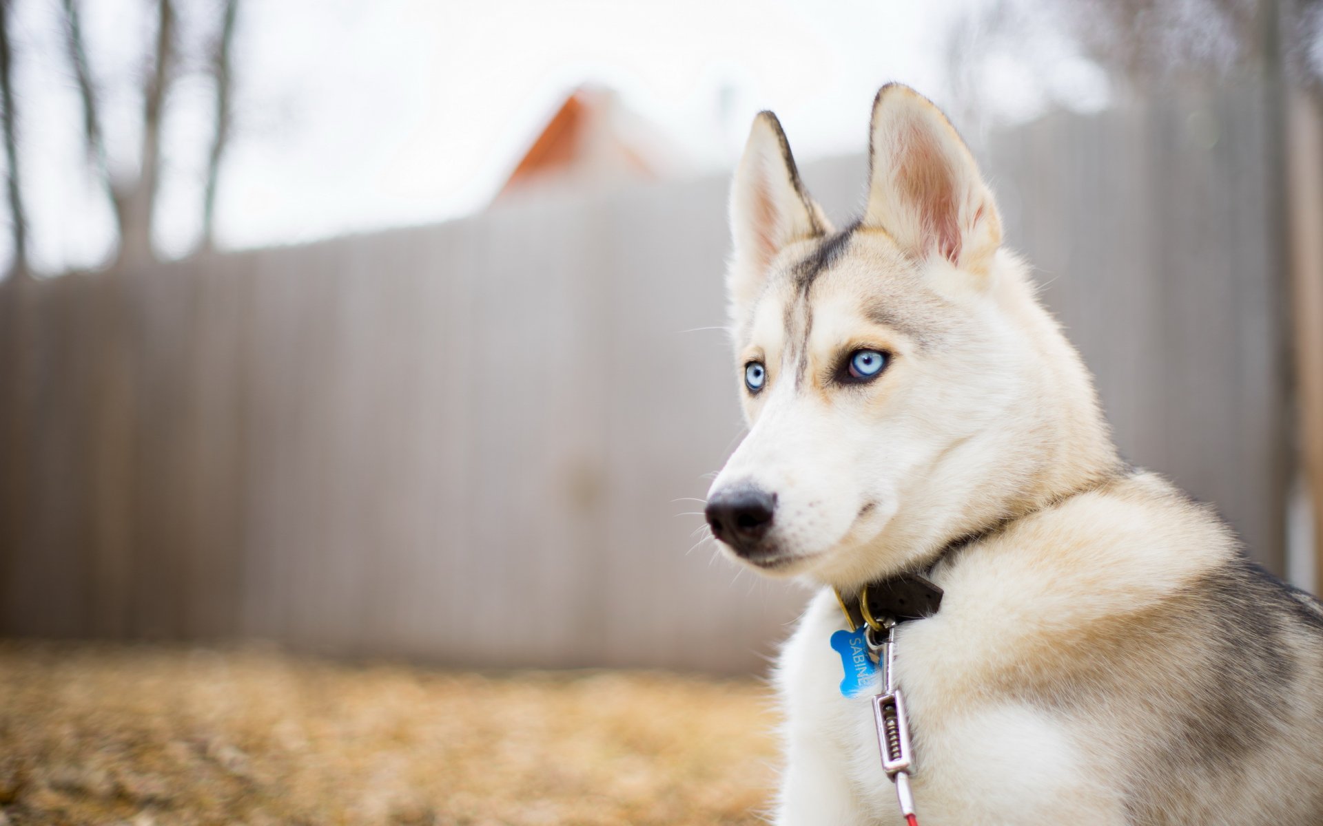 chien regard ami