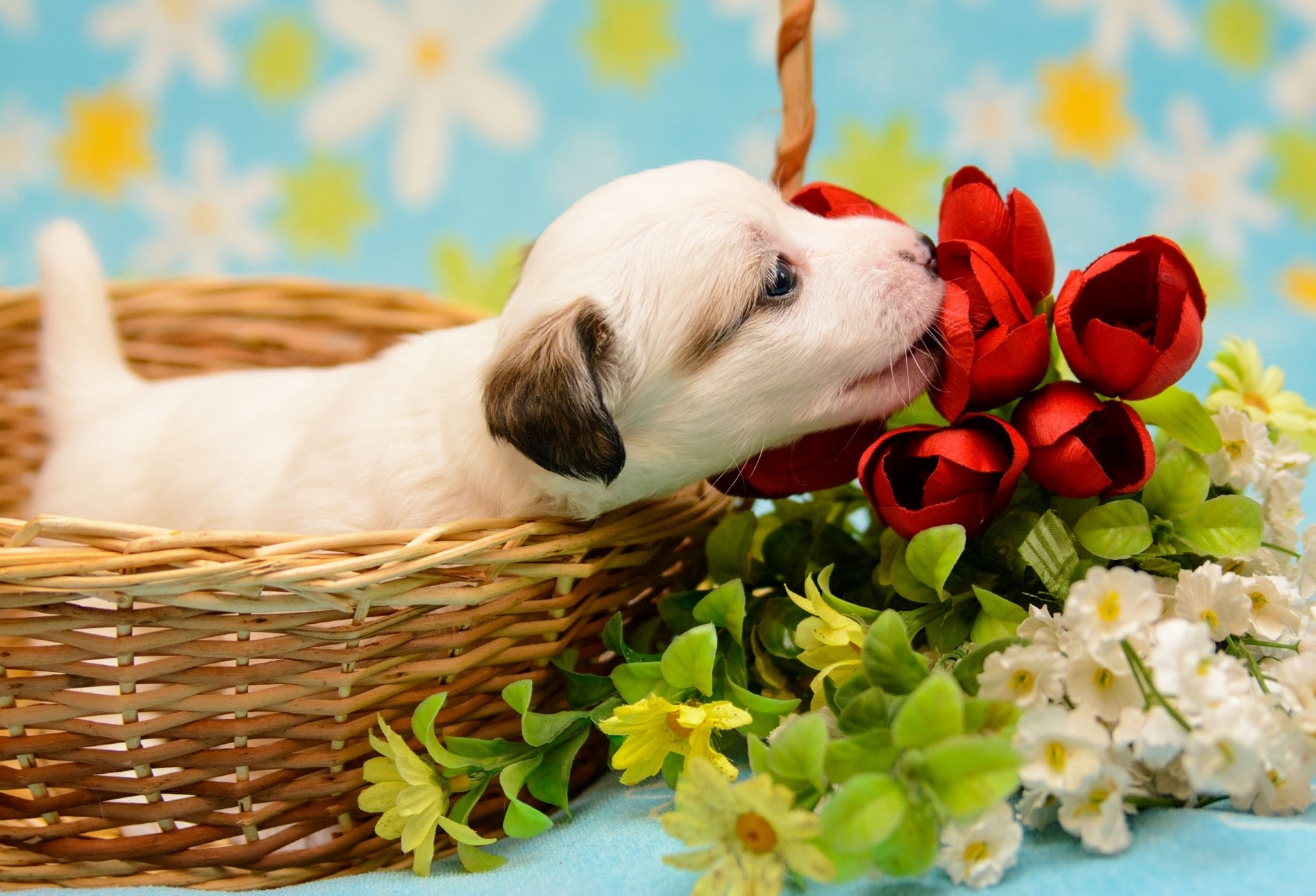 puppy babe shopping flower