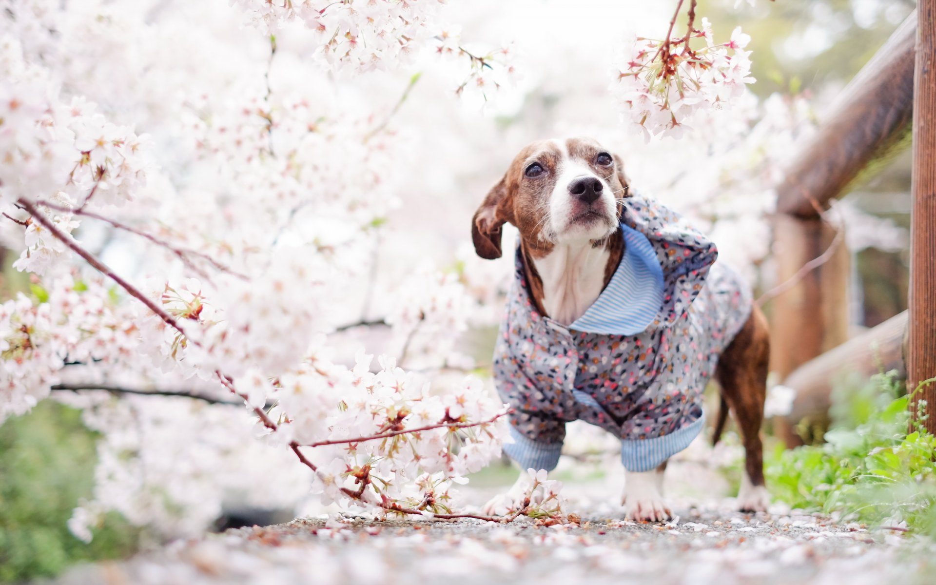 hund blick freund frühling