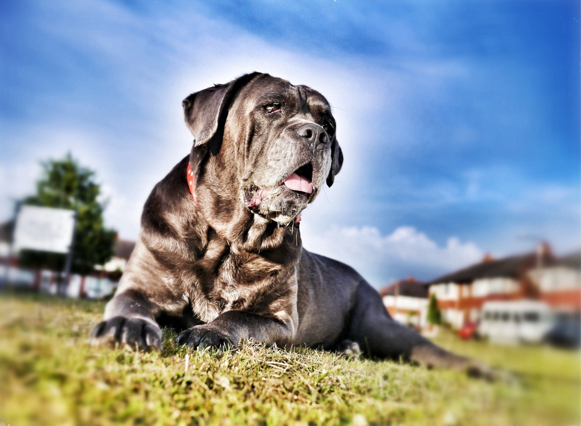 cane corso pies