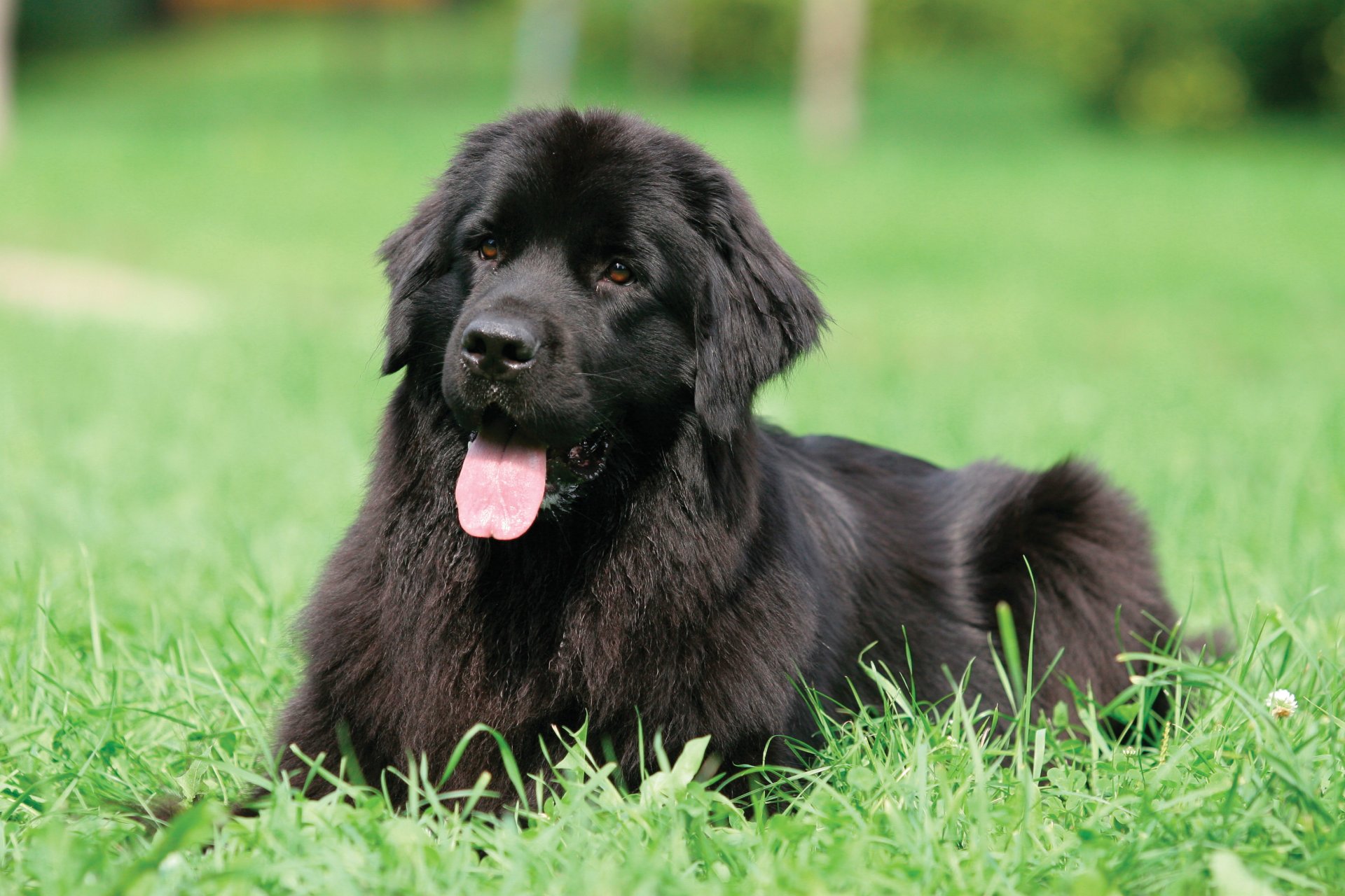 chien plongeur terre-neuve noir herbe langue