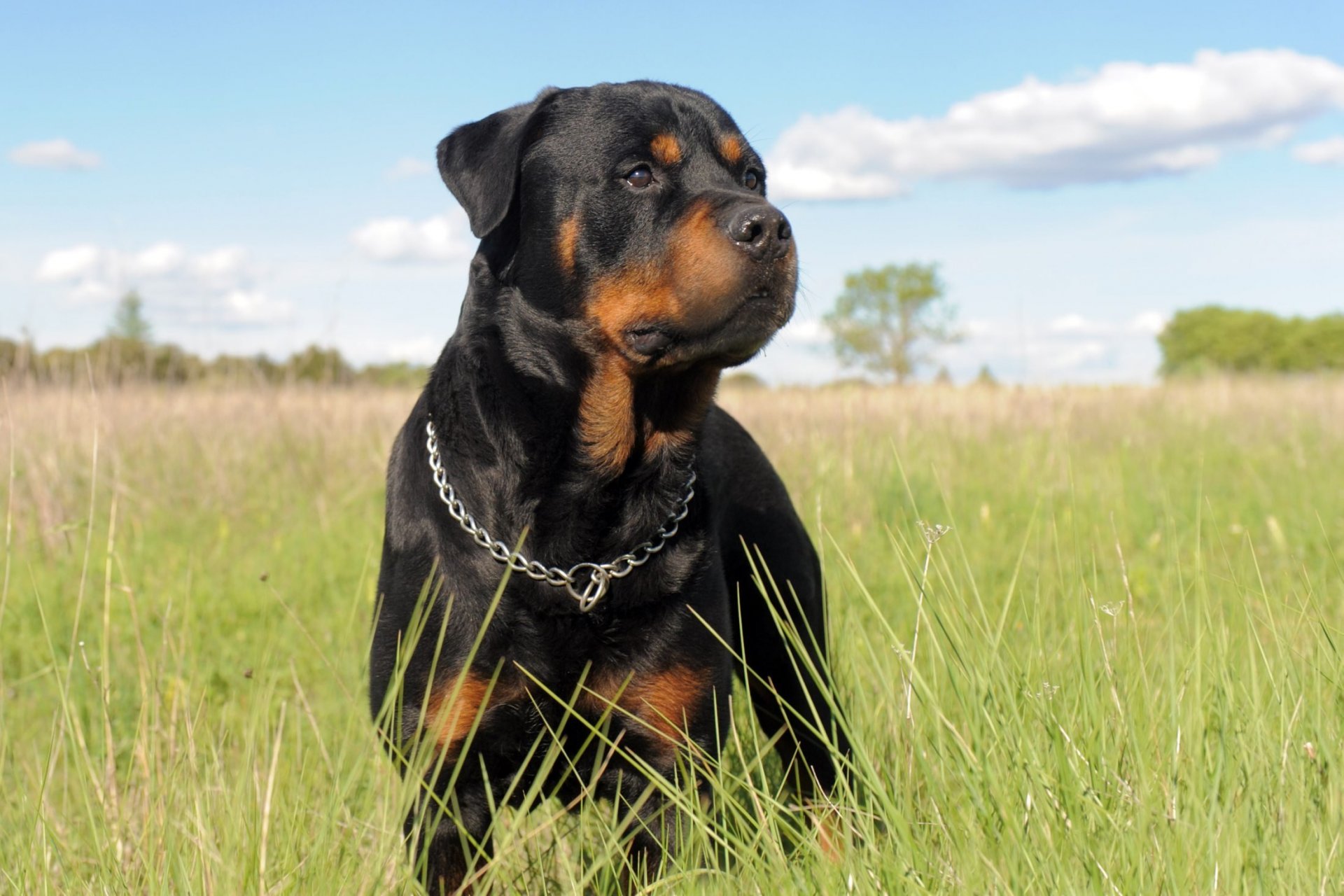 rottweiler perro collar cadena hierba