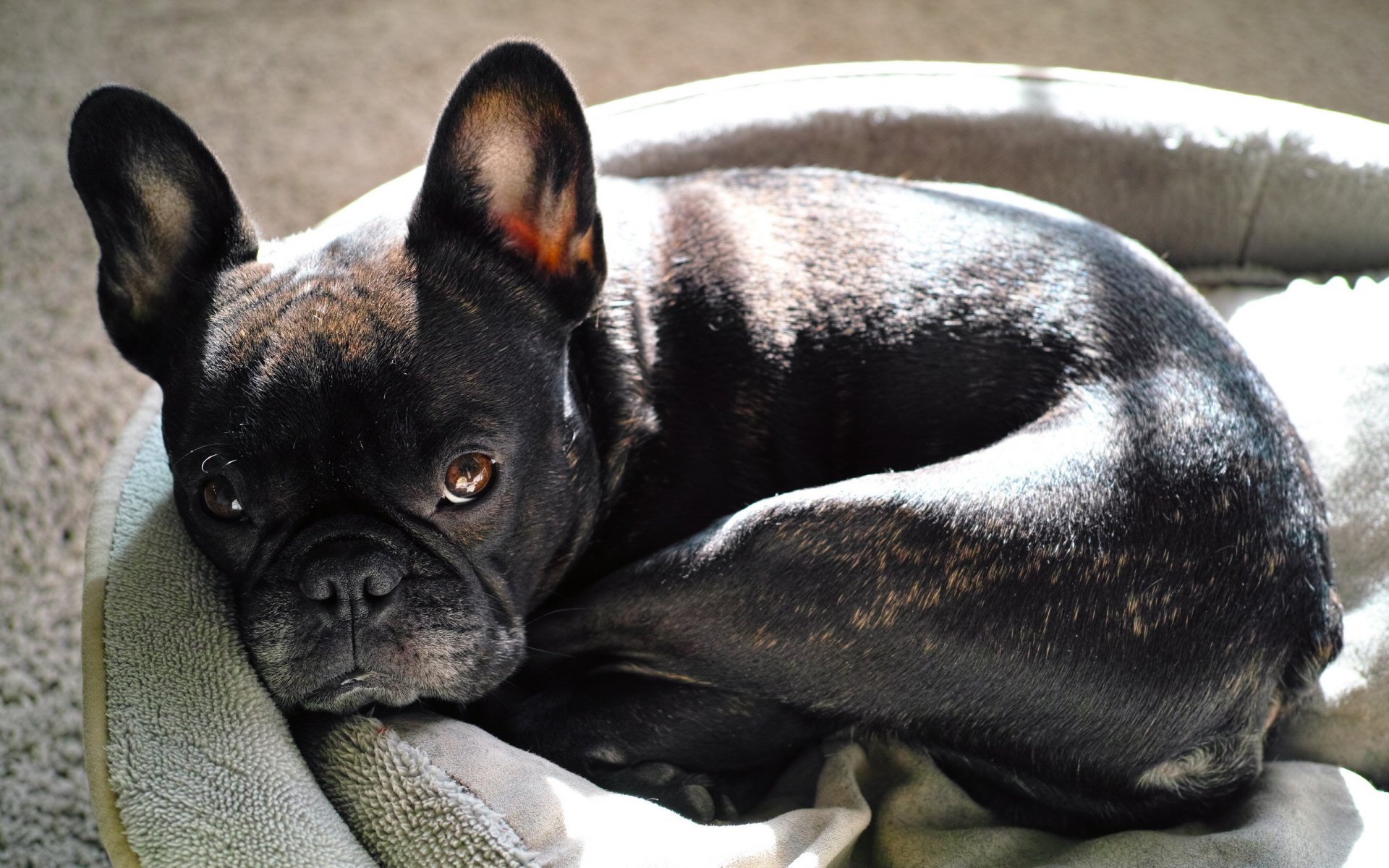 hund blick freund bulldogge