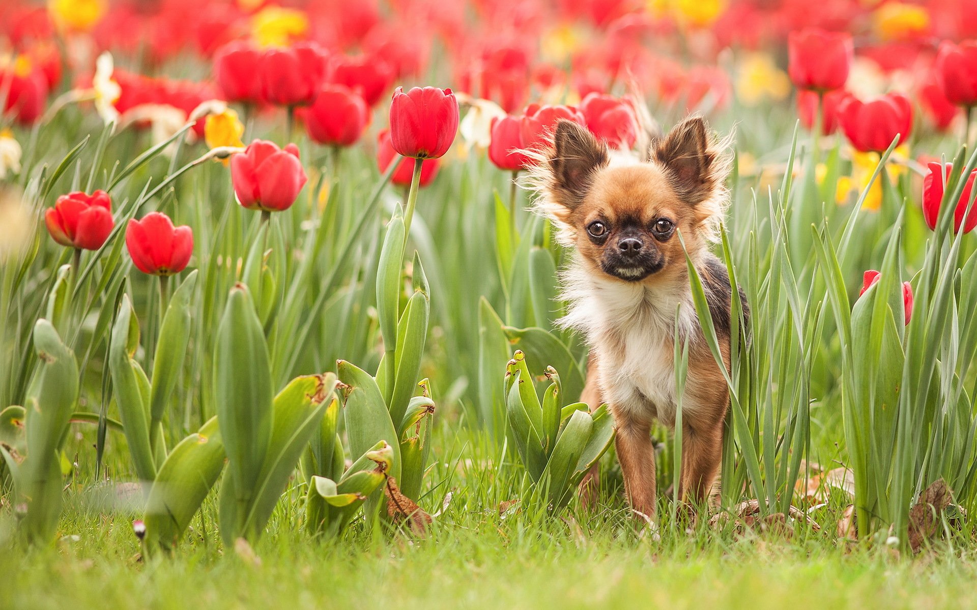 perro tulipanes naturaleza