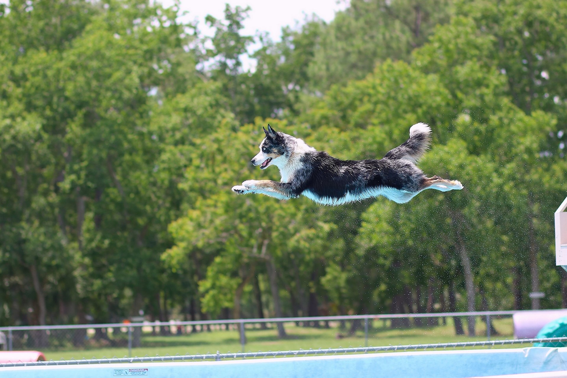 border collie hund sprung pool