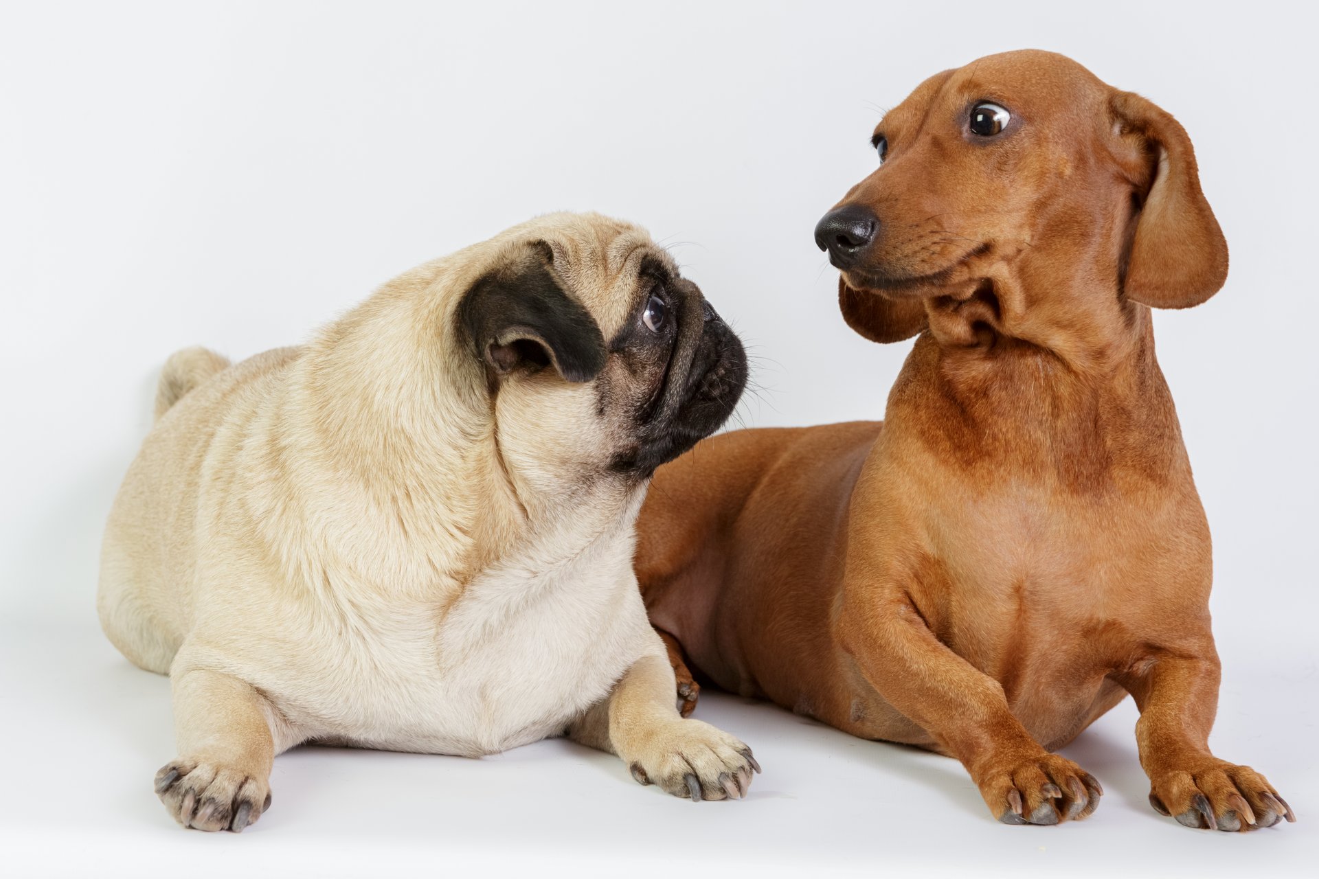 hunde dackel mops zwei tiere foto