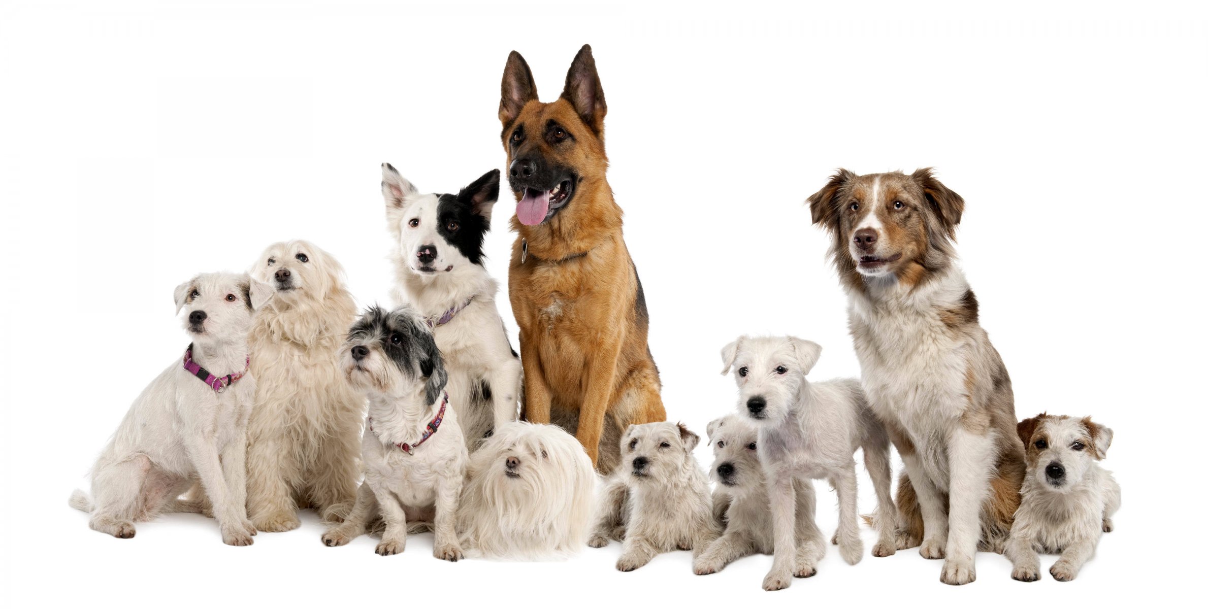 dogs shepherd rock white background