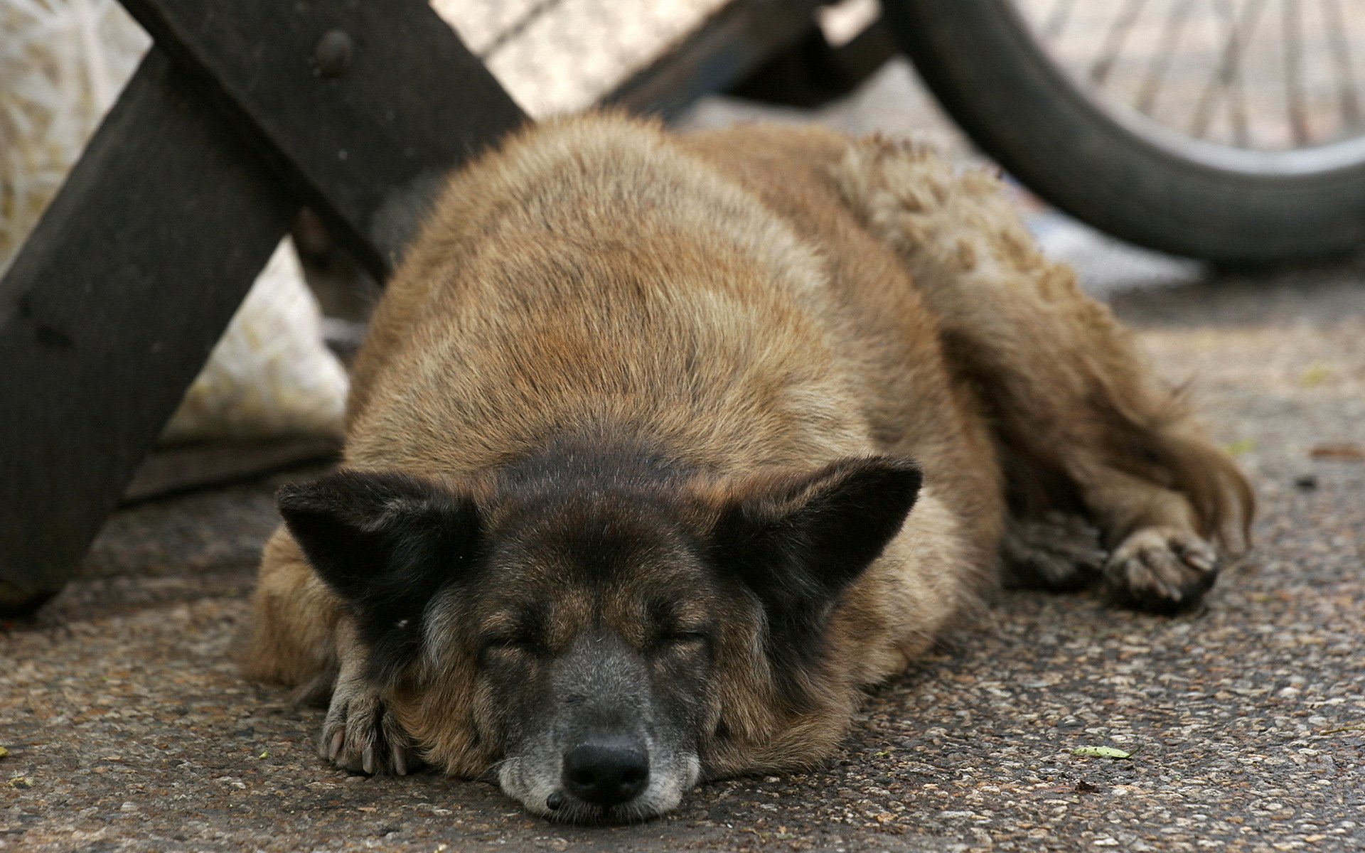 cane strada amico