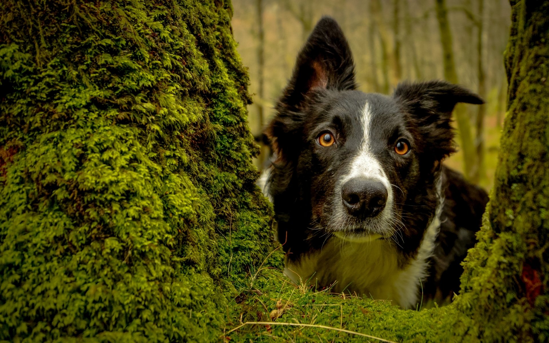 border collie perro hocico vista árbol musgo