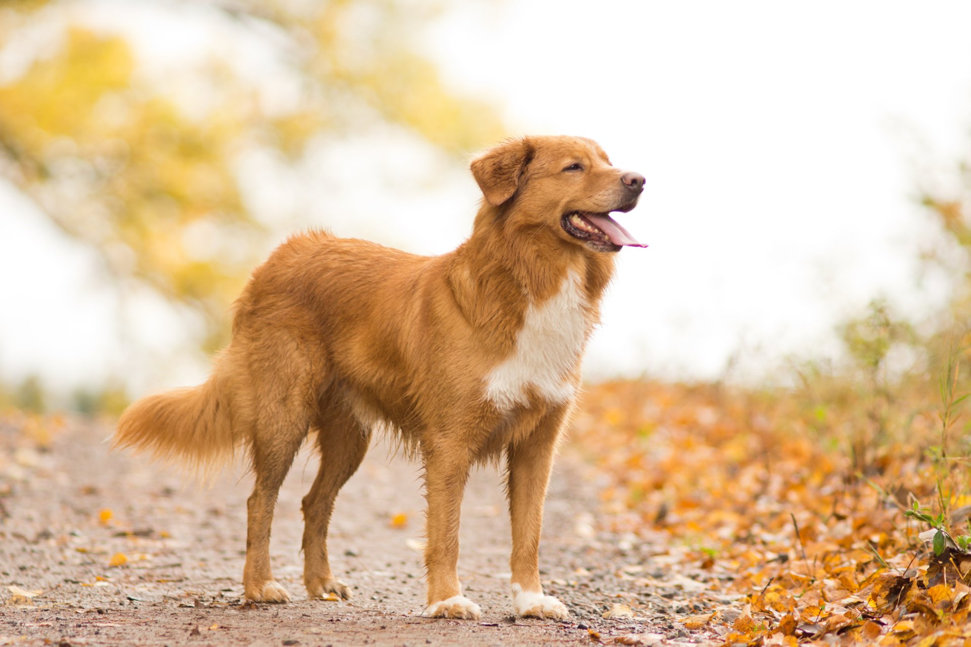 hund blick freund herbst