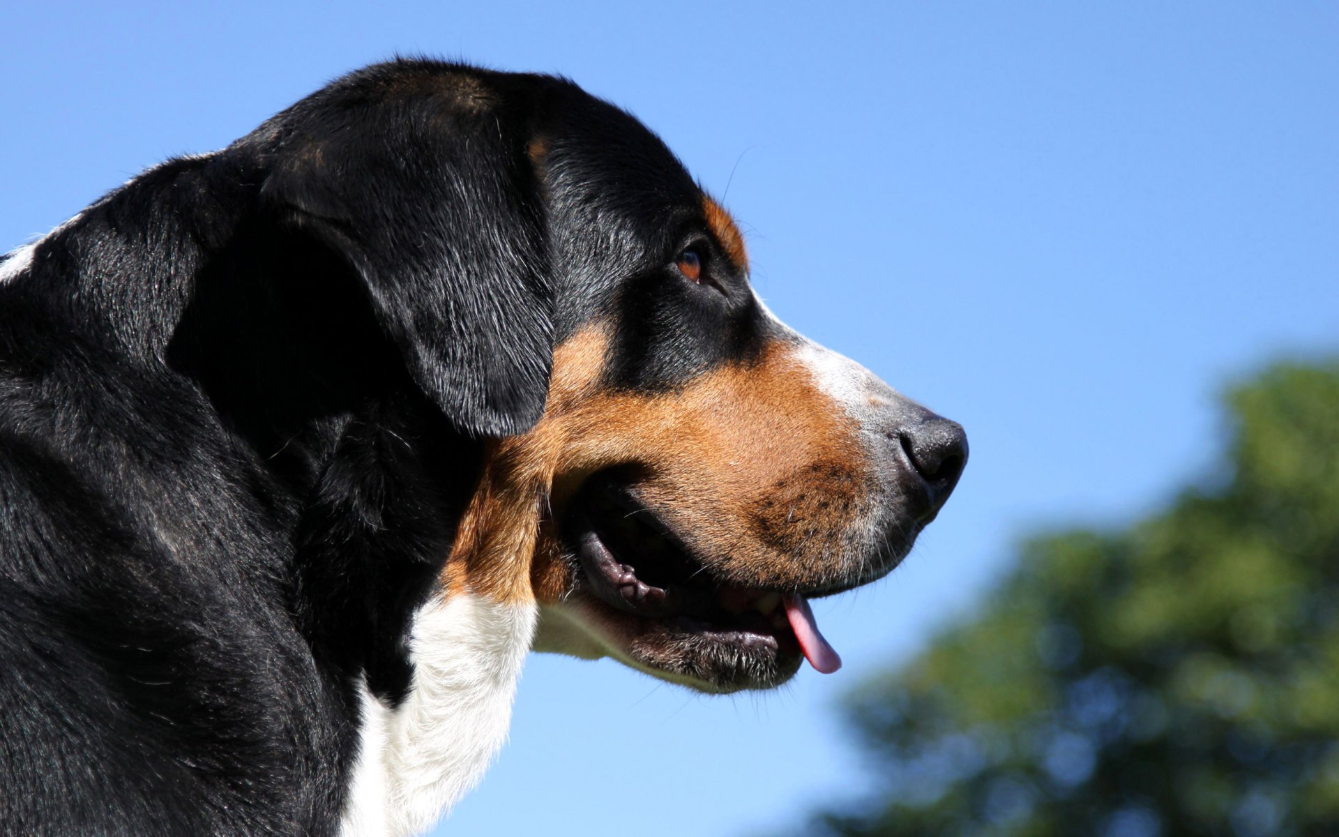 berner pies pasterski berneński pies pasterski owczarek berneński pasterz