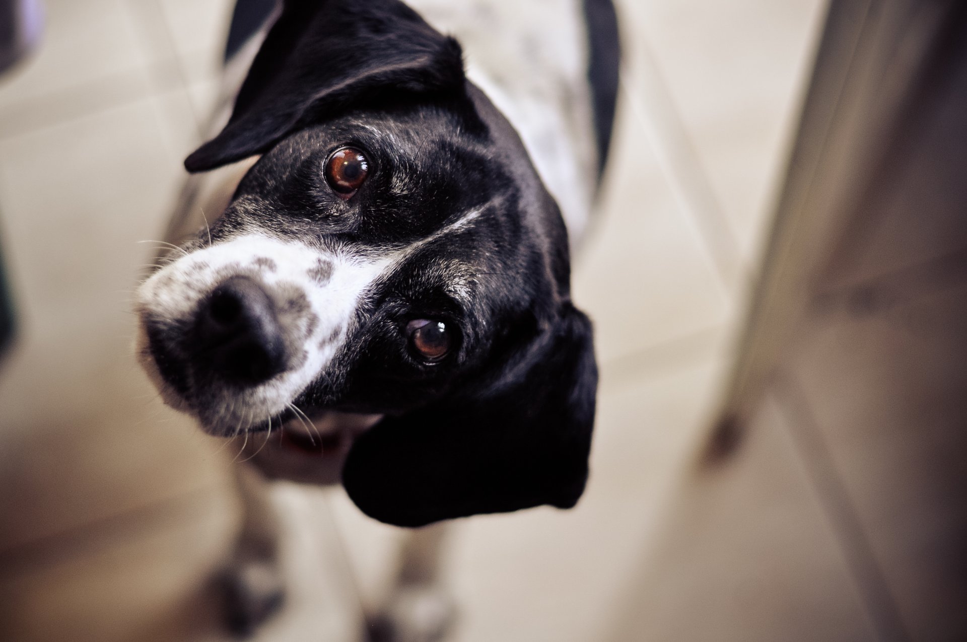 cane cane sguardo occhi