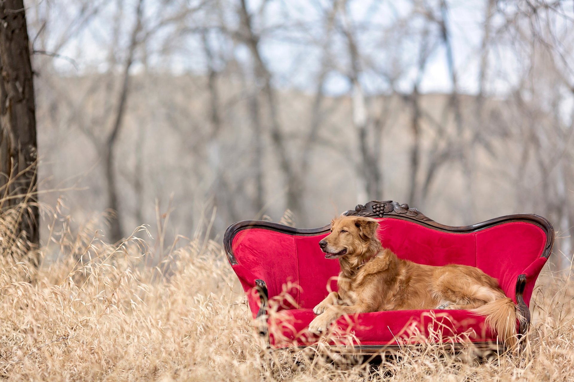 golden retriever natur sofa roter stuhl