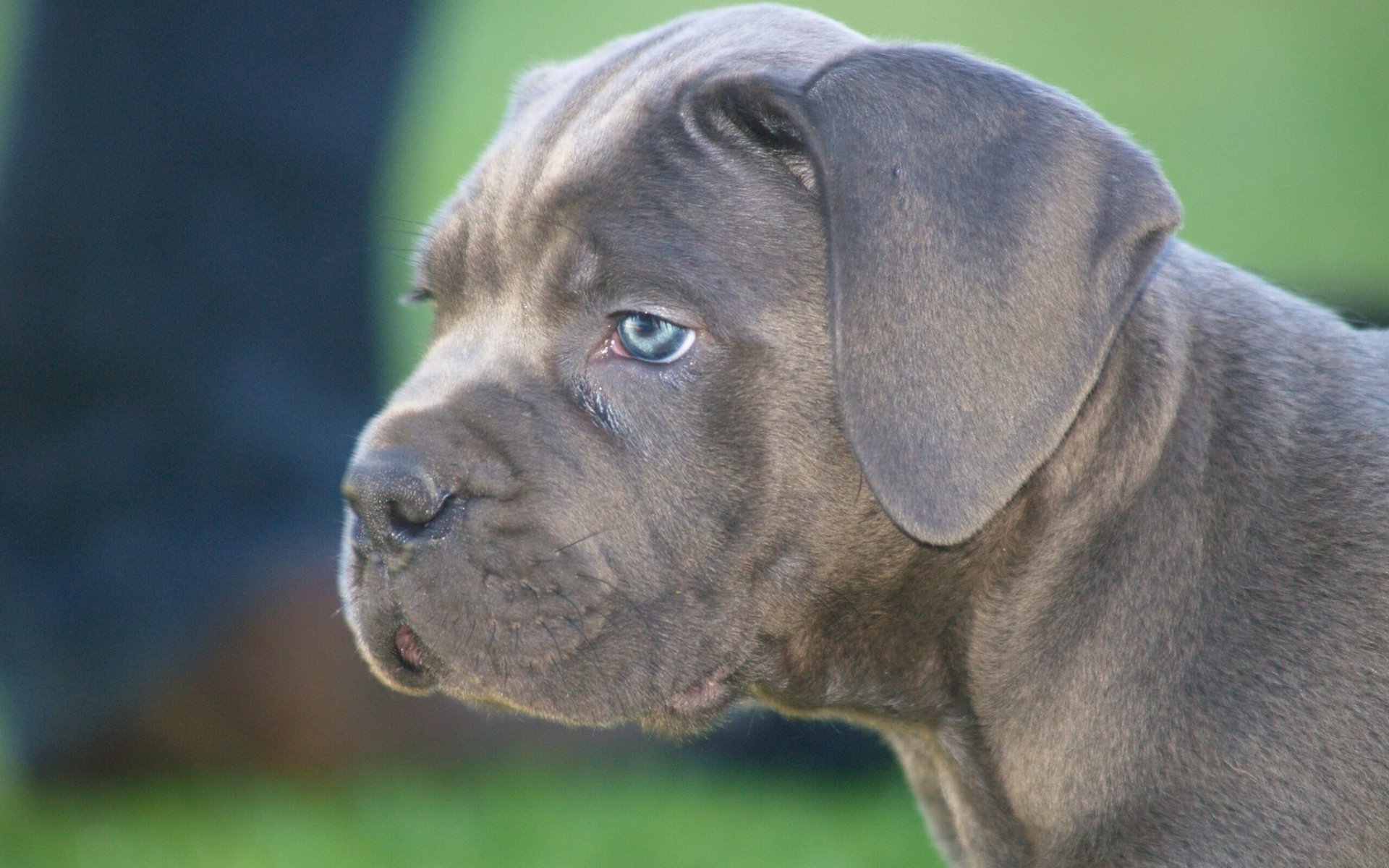 canet corso perro cachorro hocico