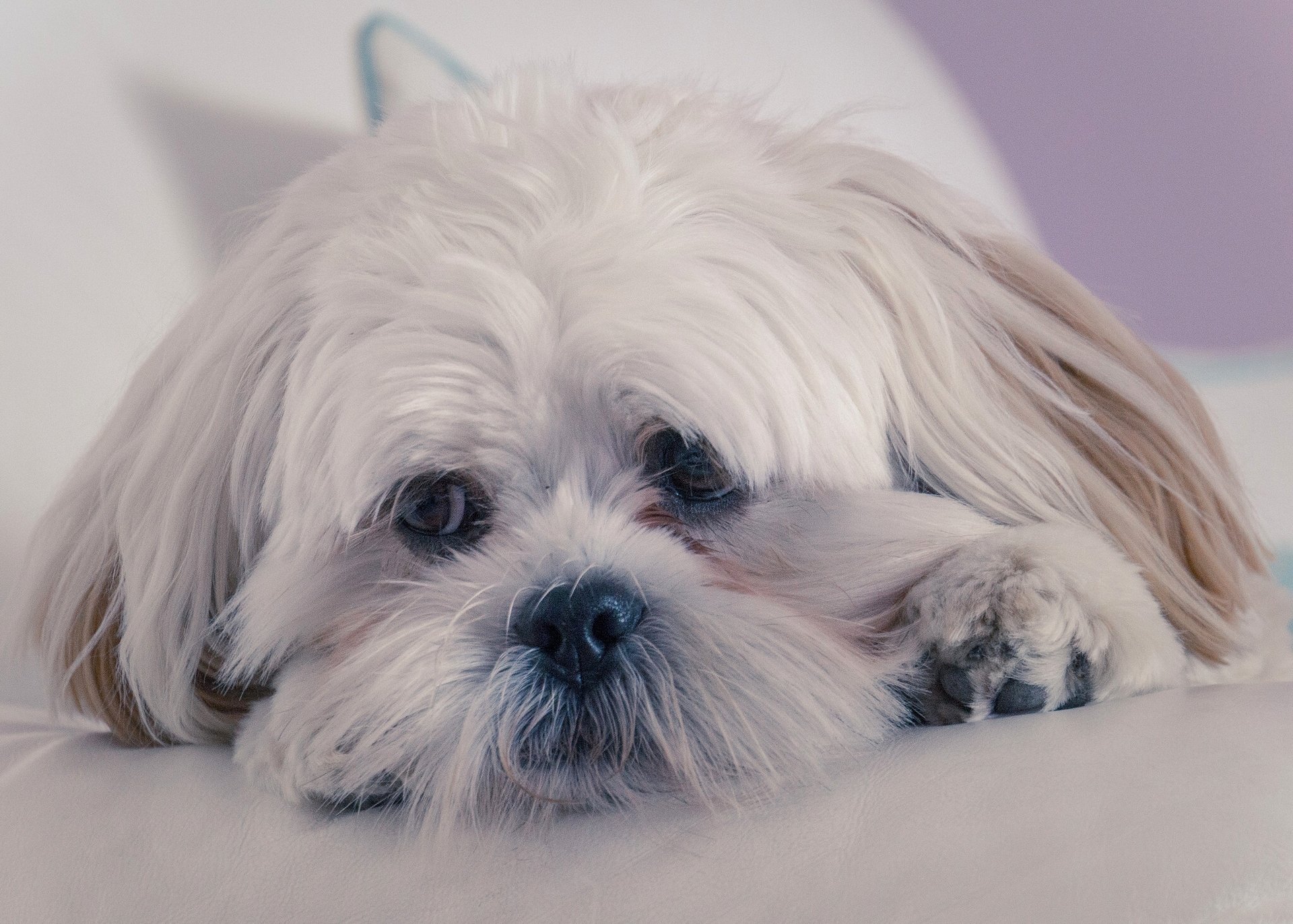 lhasa apso dog face view