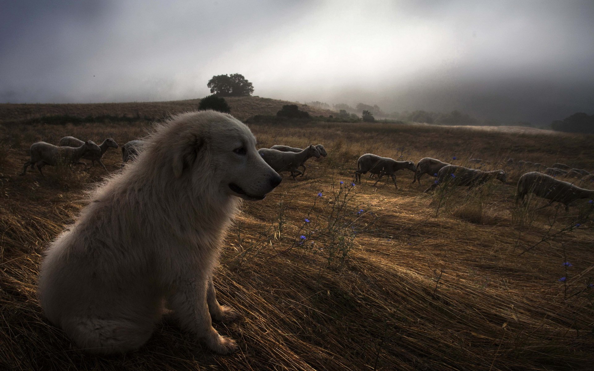 cane pecora notte