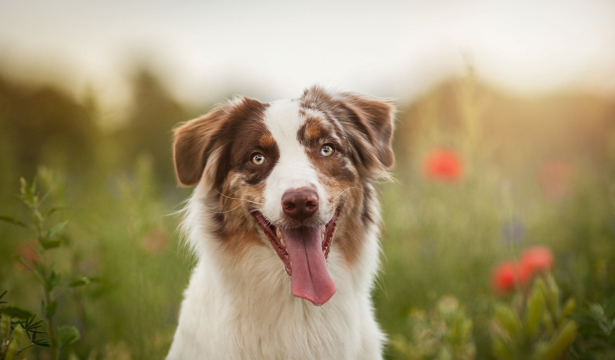 hund blick freund