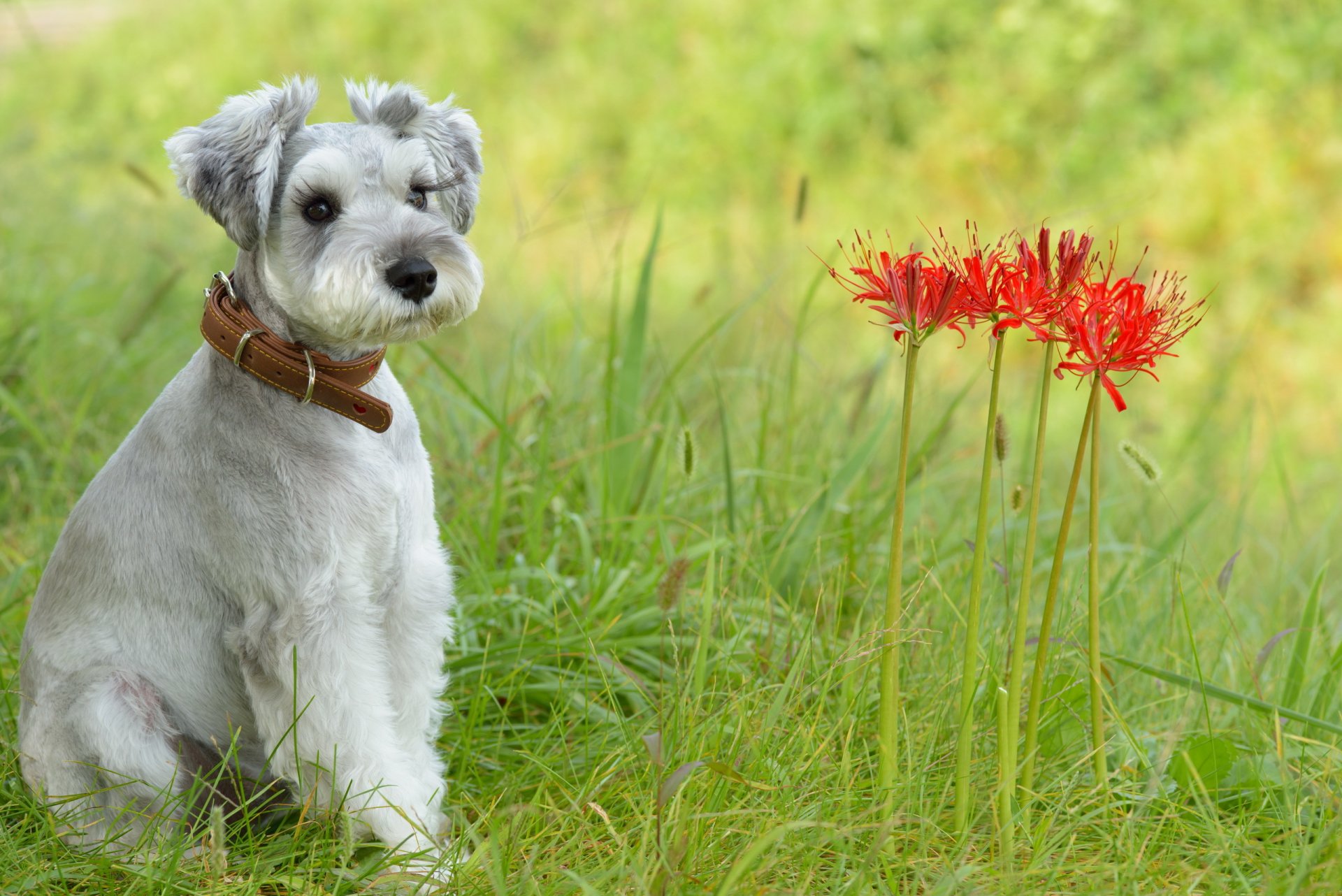 chien vue ami fleurs été