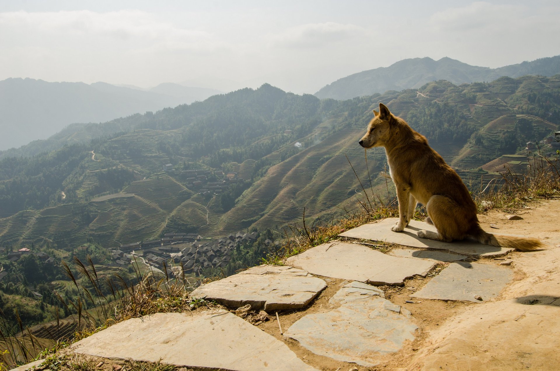 ami chien nature panorama