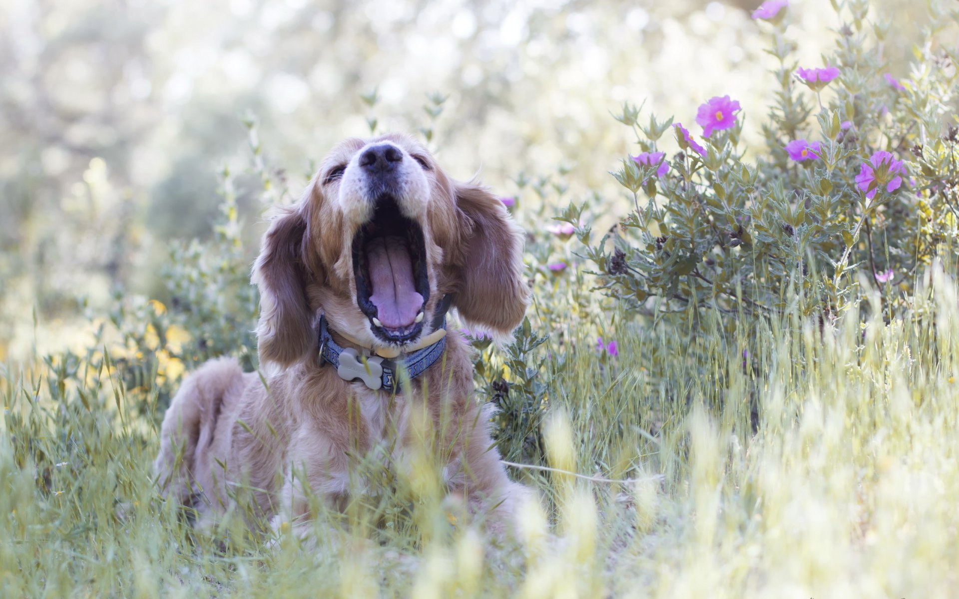 perro amigo naturaleza