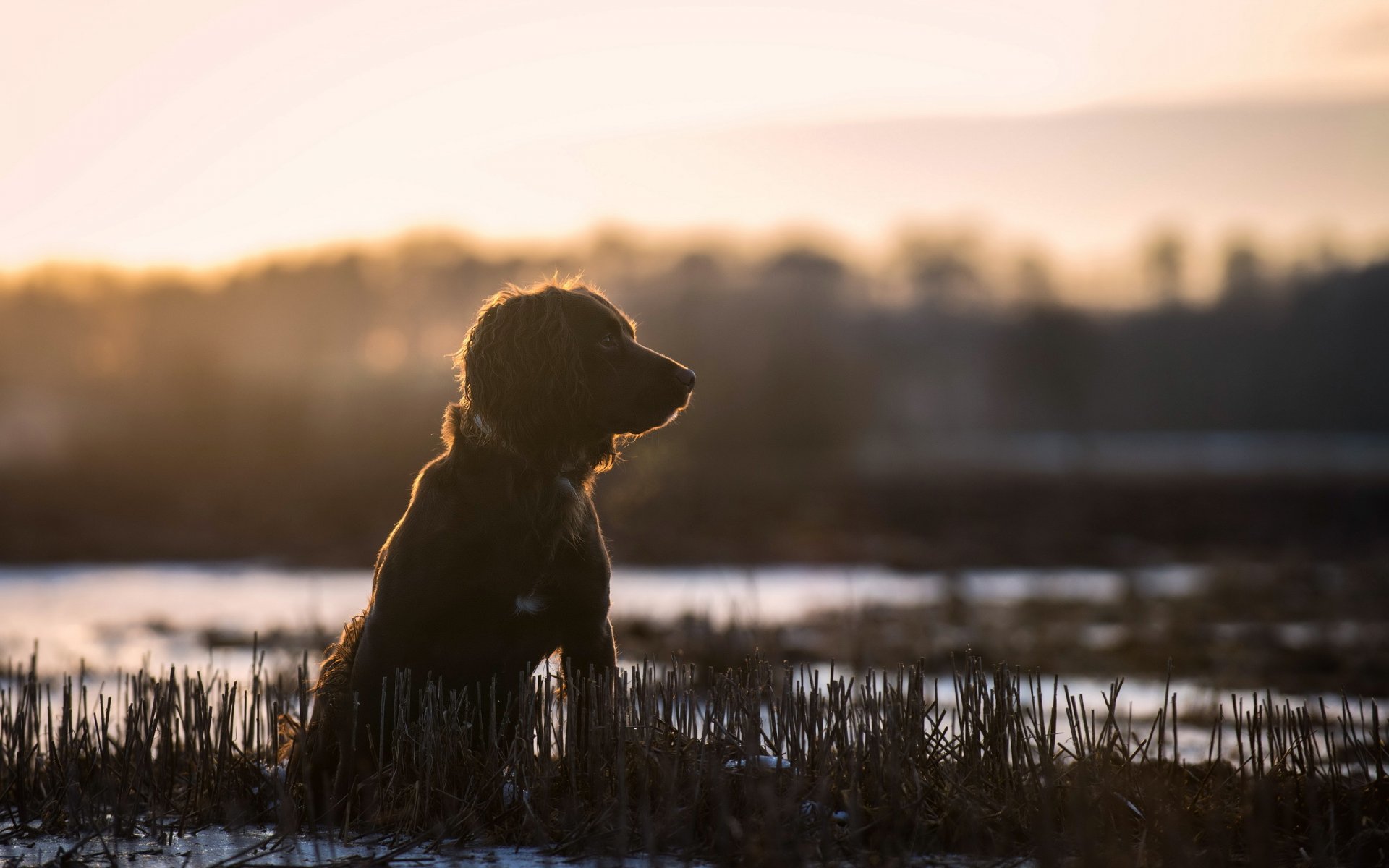 chien regard ami