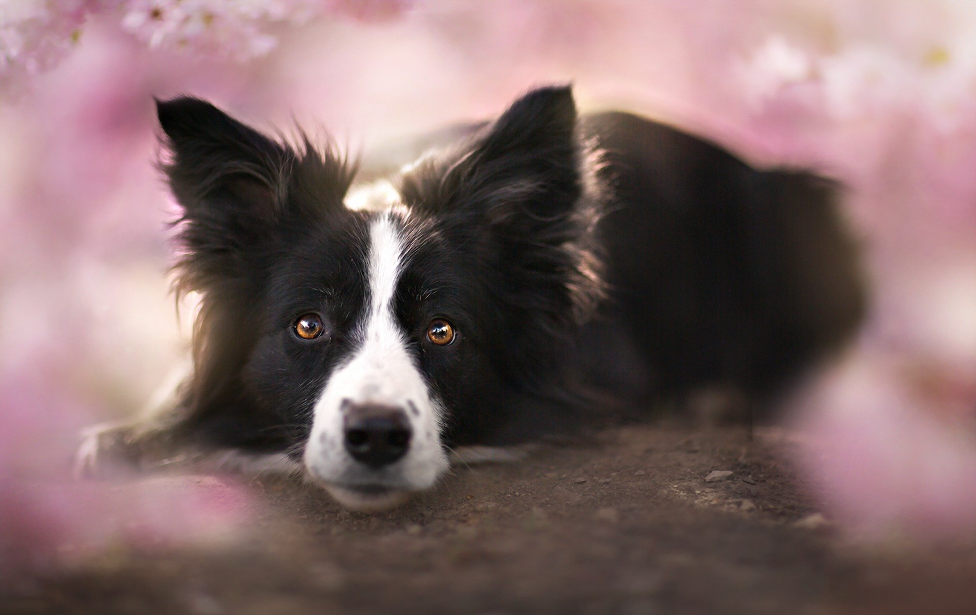 cane sguardo amico