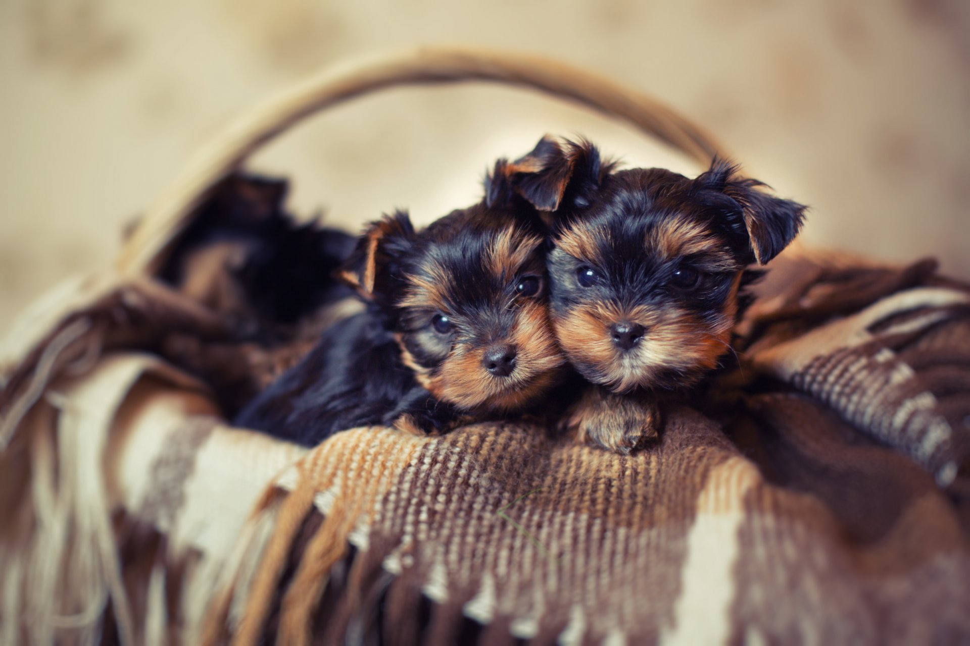 puppies dogs basket shopping