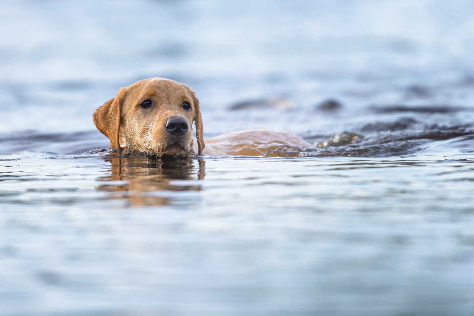 cane muso amico sguardo acqua