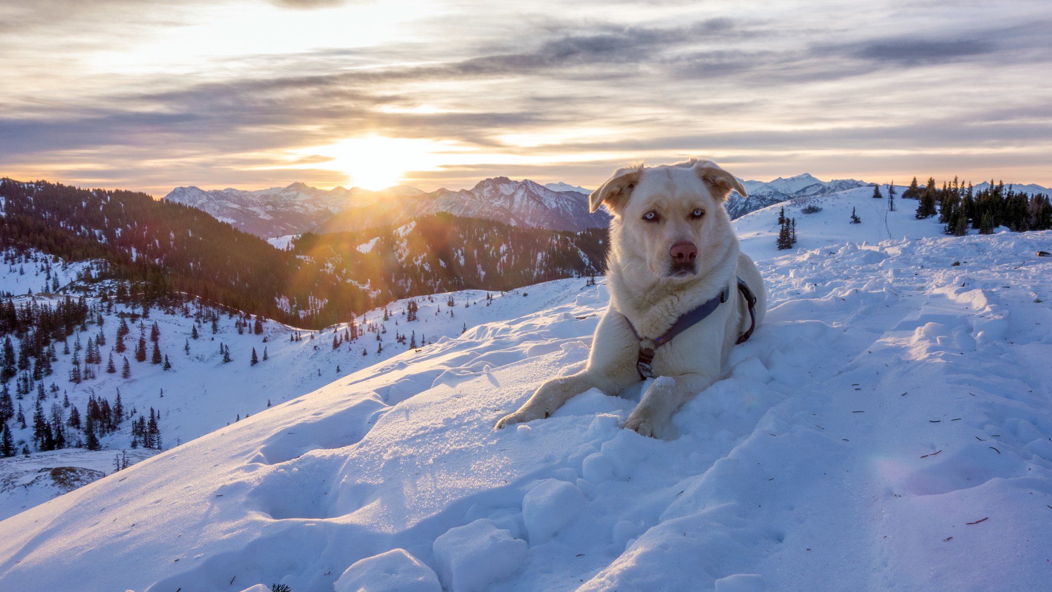 alpes austria montañas invierno nieve naturaleza perro