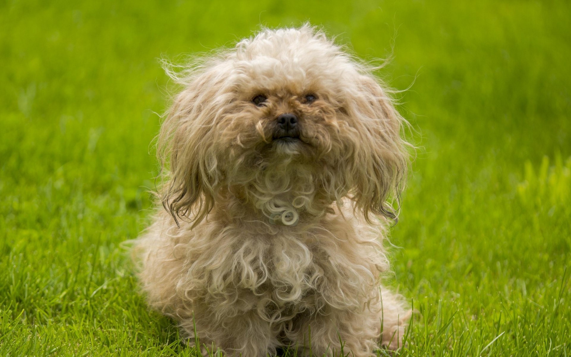 chien shaggy bouclé herbe