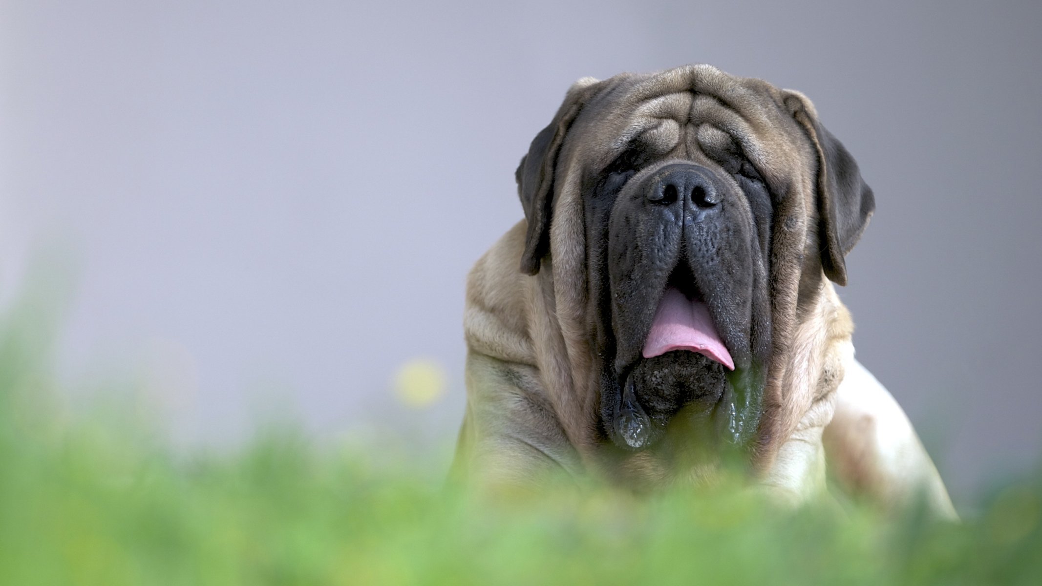 chien vue ami mastiff anglais