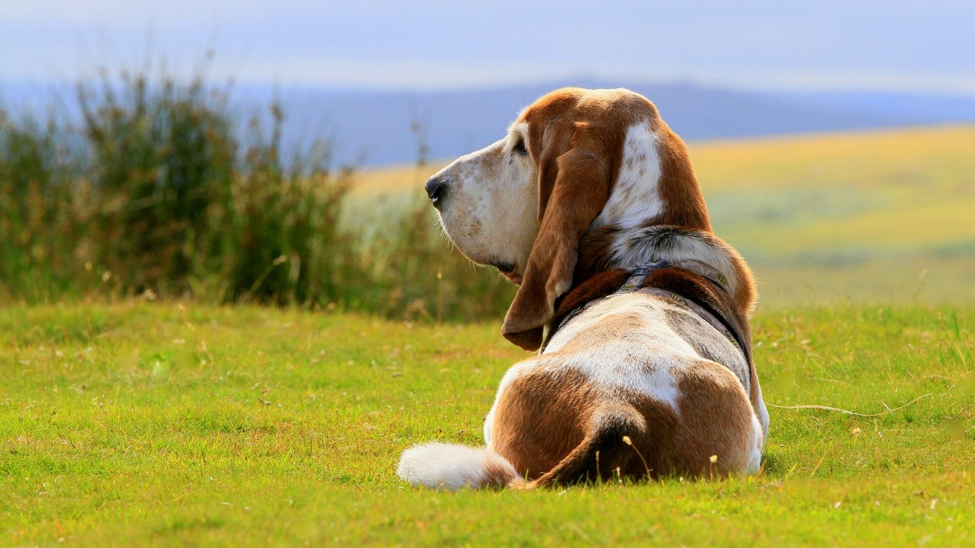 basset hound perro