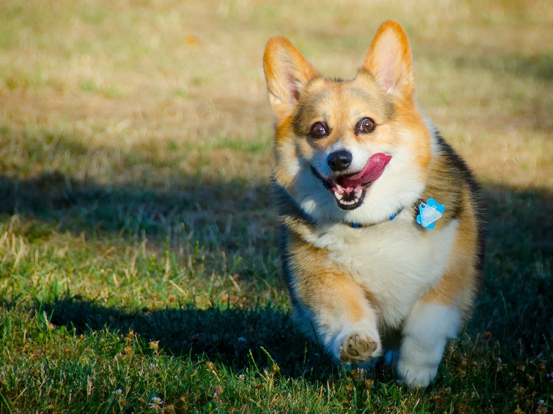 welsh corgi dog english happiness mood