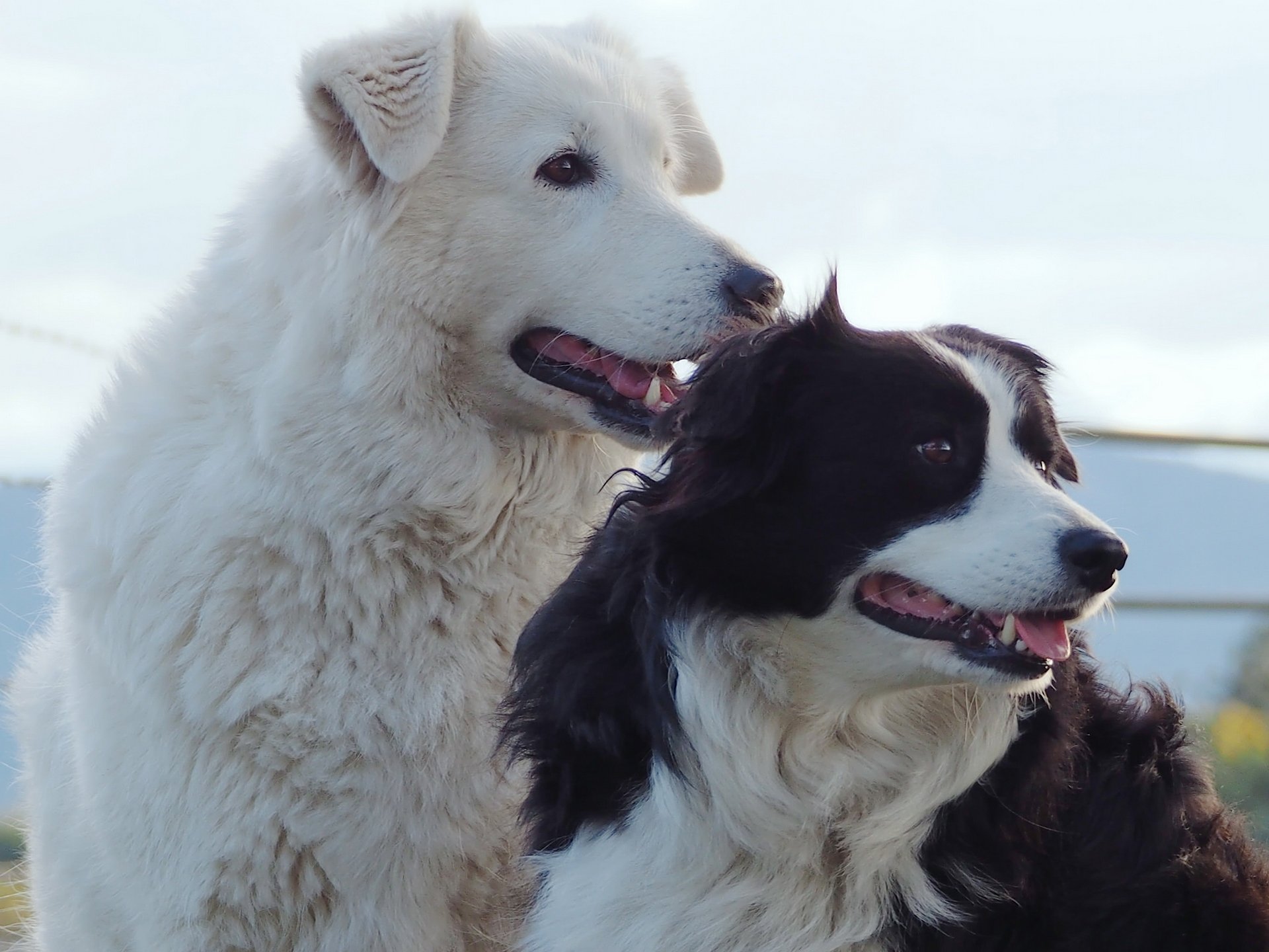 psy border collie przyjaciele towarzysze portret