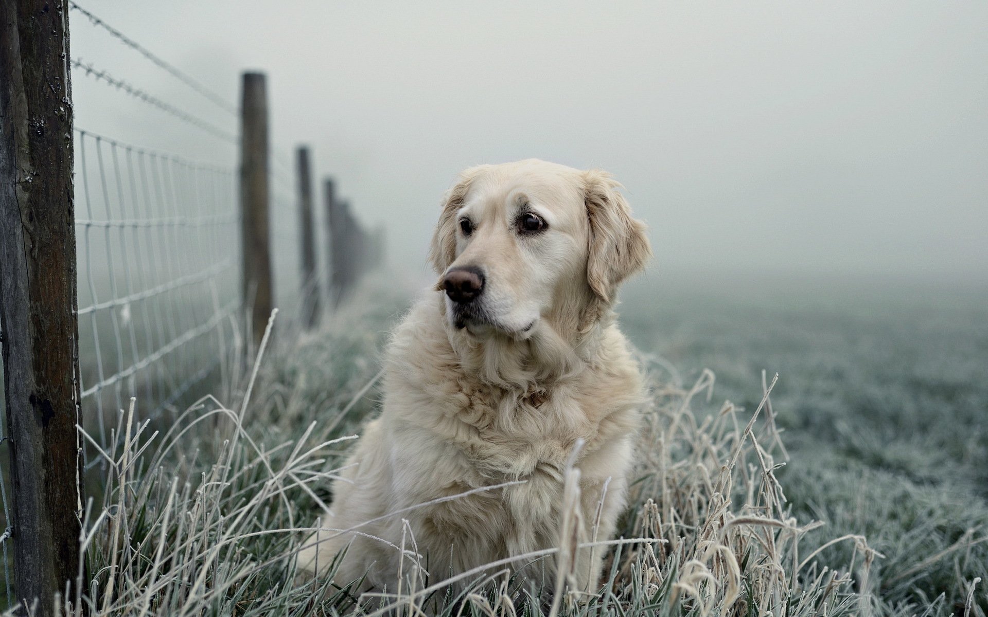 chien vue ami clôture