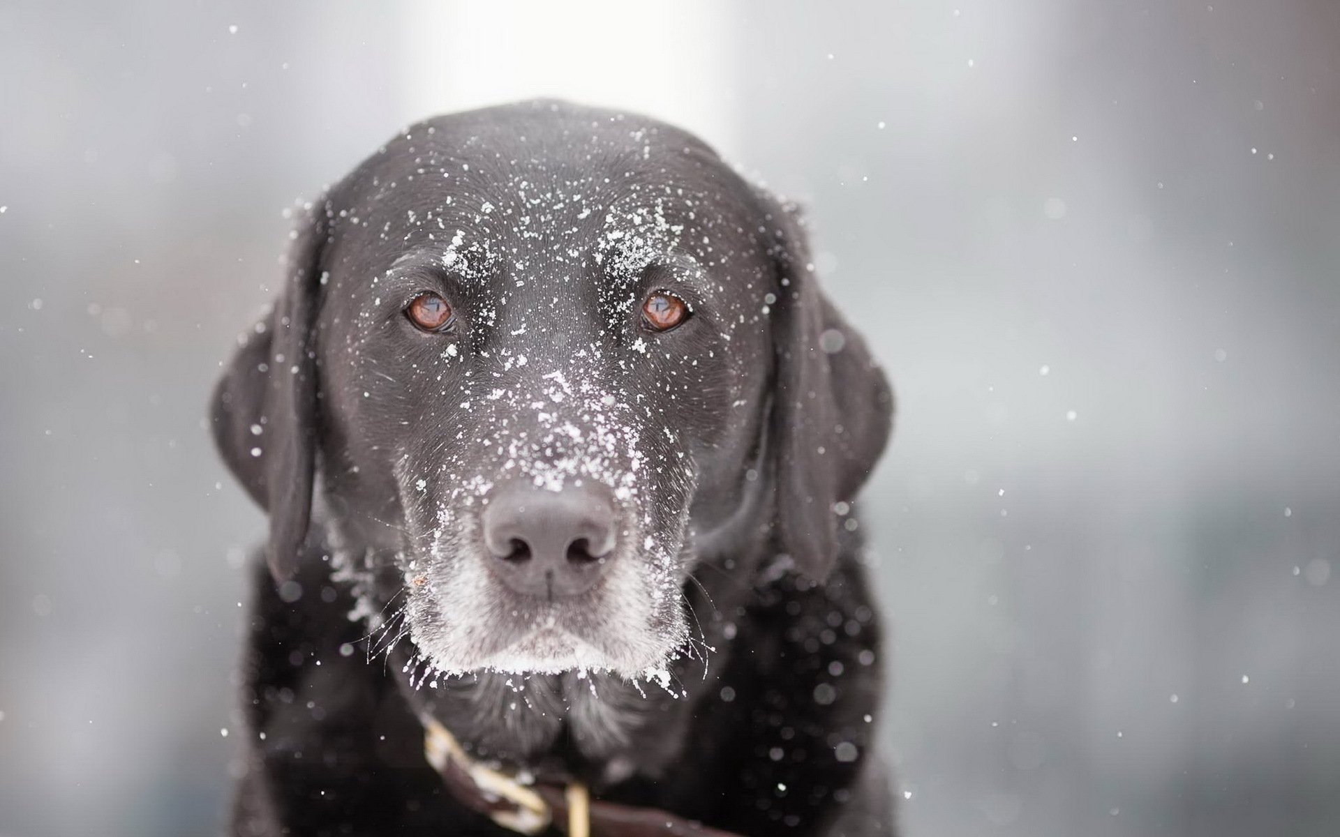 cane vista neve