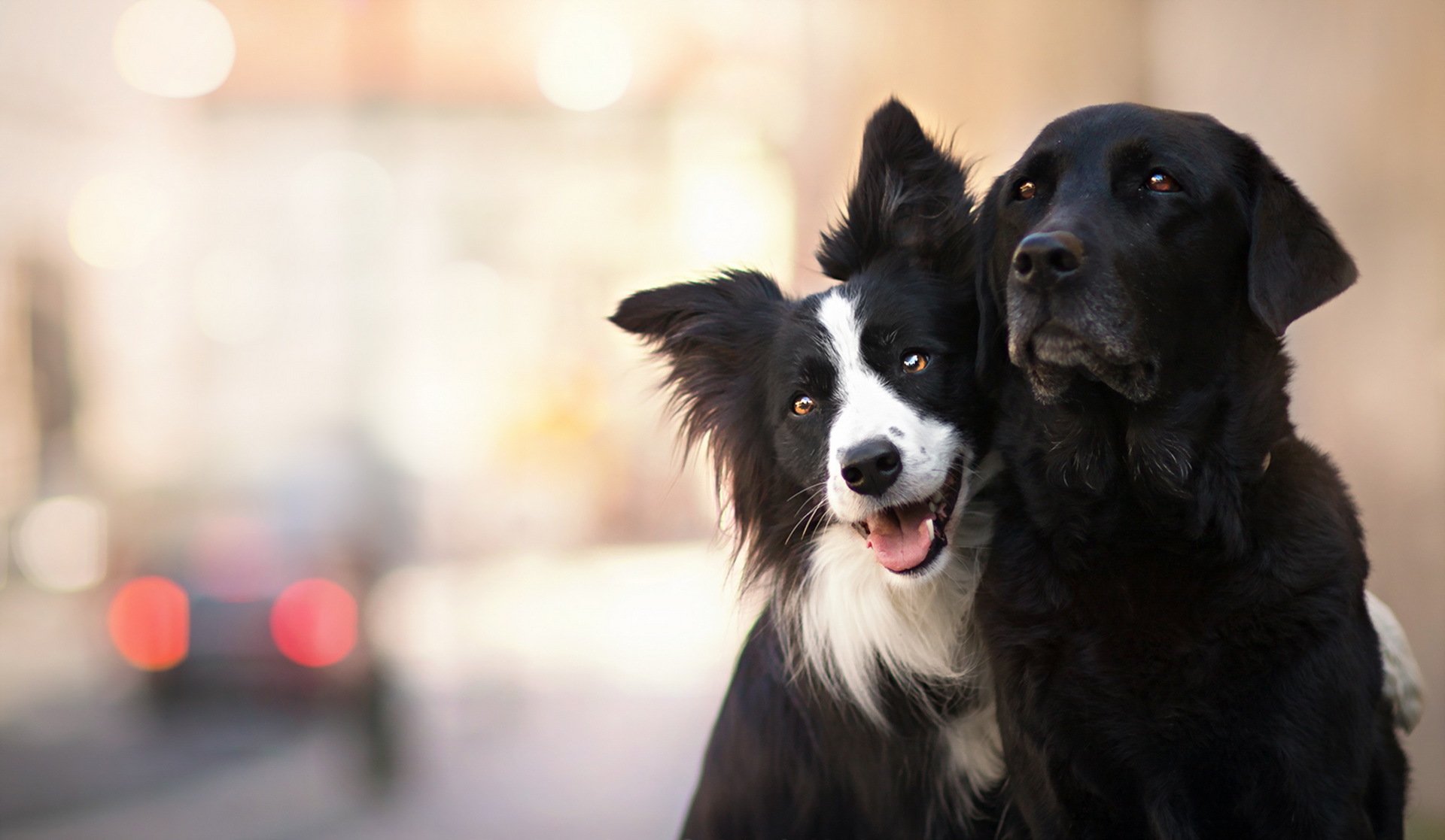 chiens amis fond