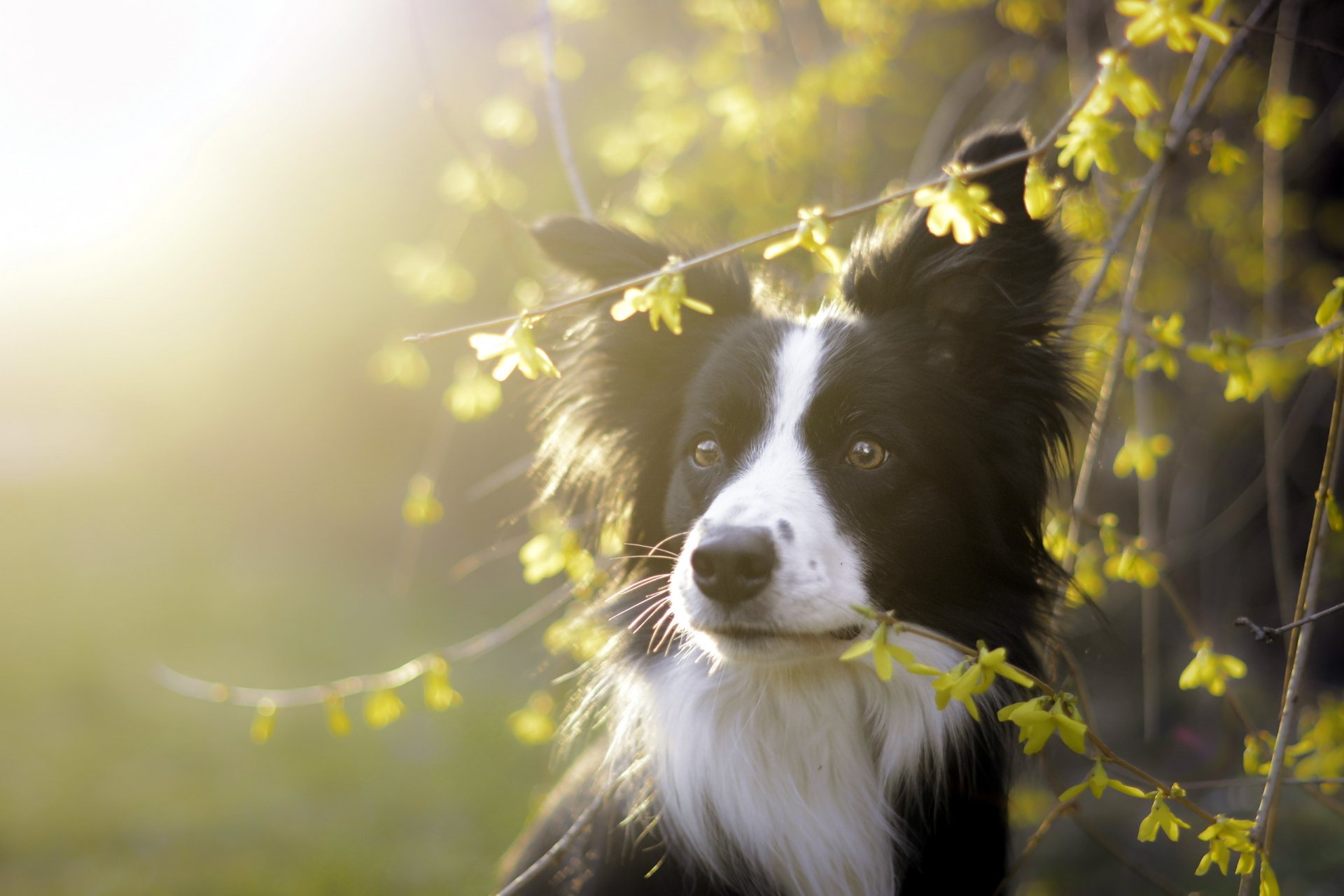 perro mirada amigo