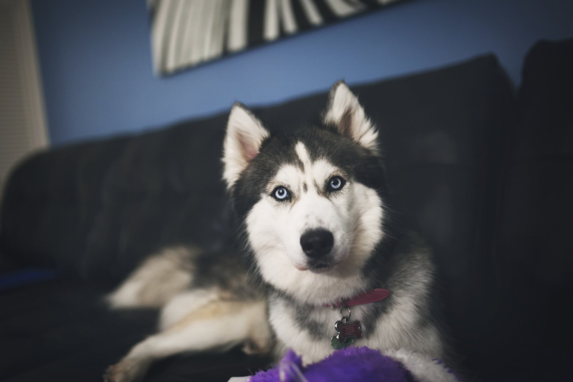 husky perro lana mirando