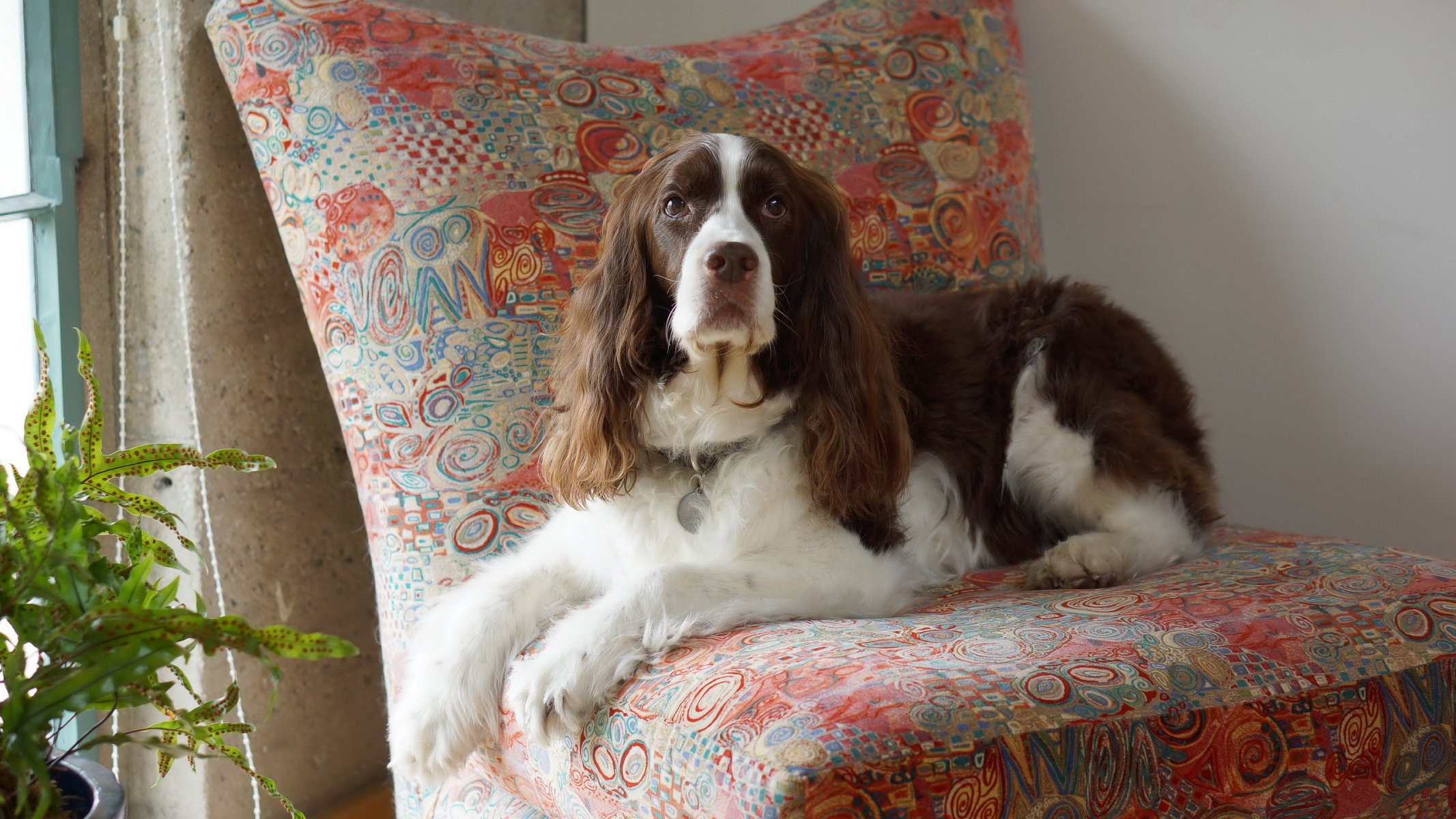 cane sguardo amico