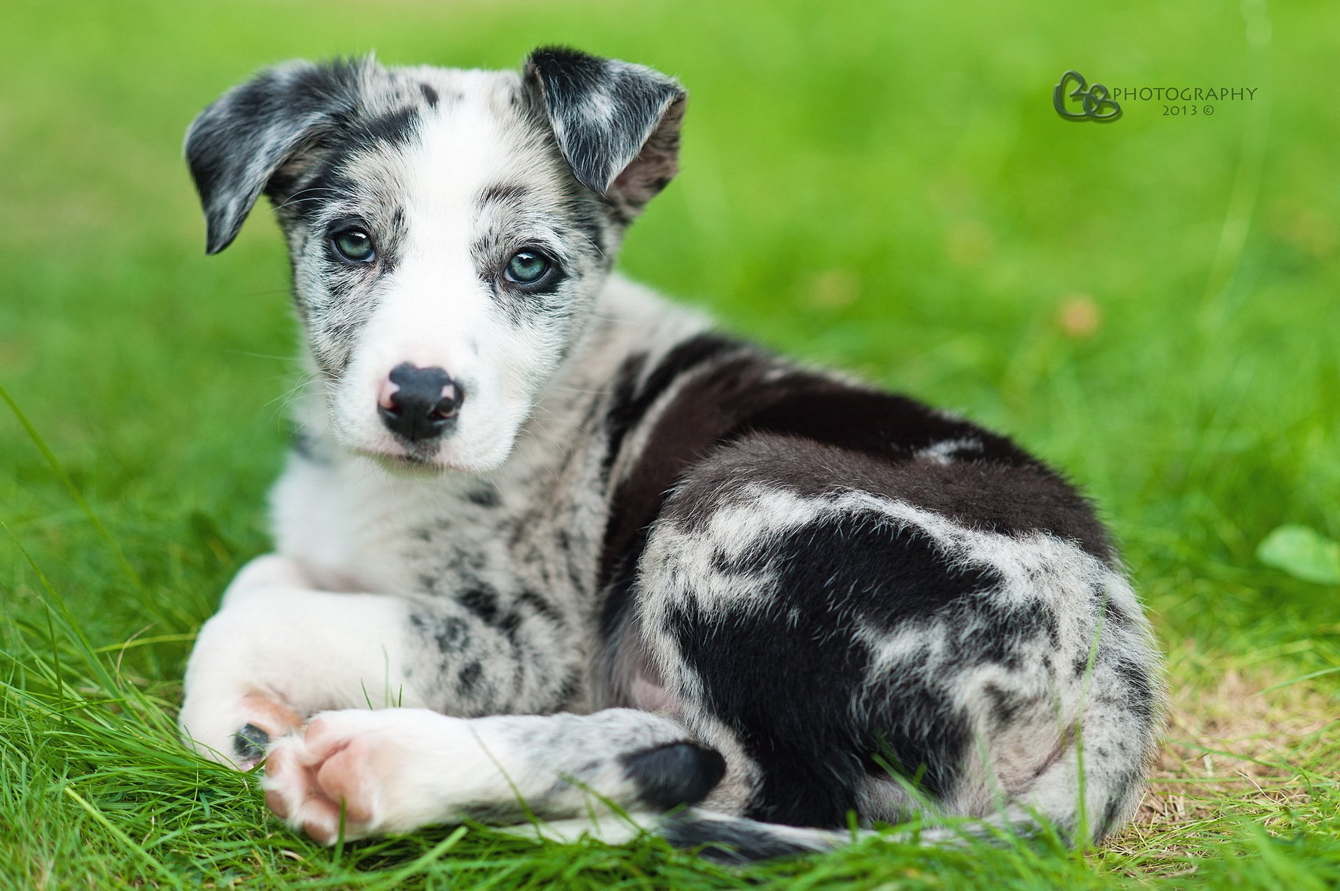 hund blick freund