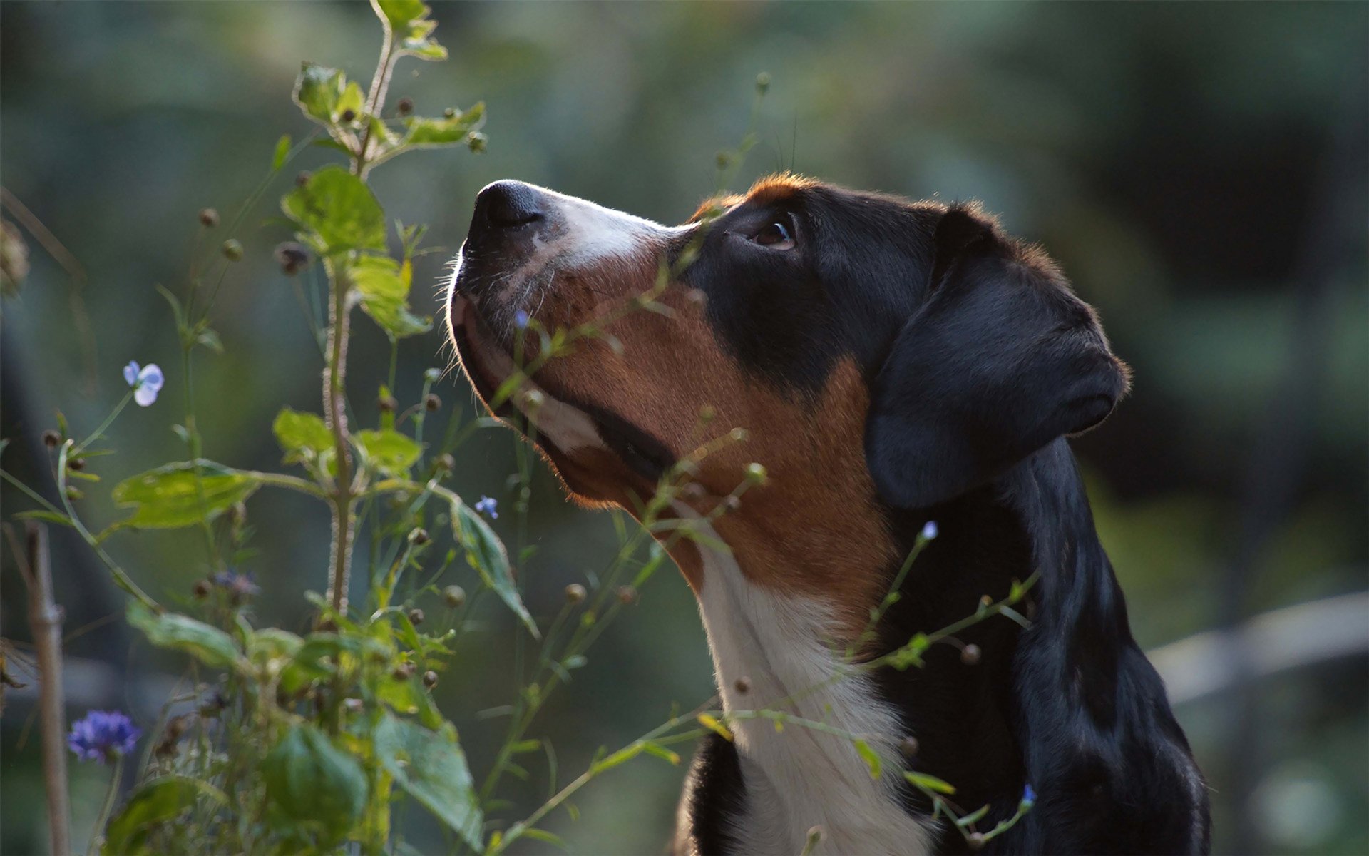 gran zennenhund suizo hocico vista planta naturaleza zennenhund