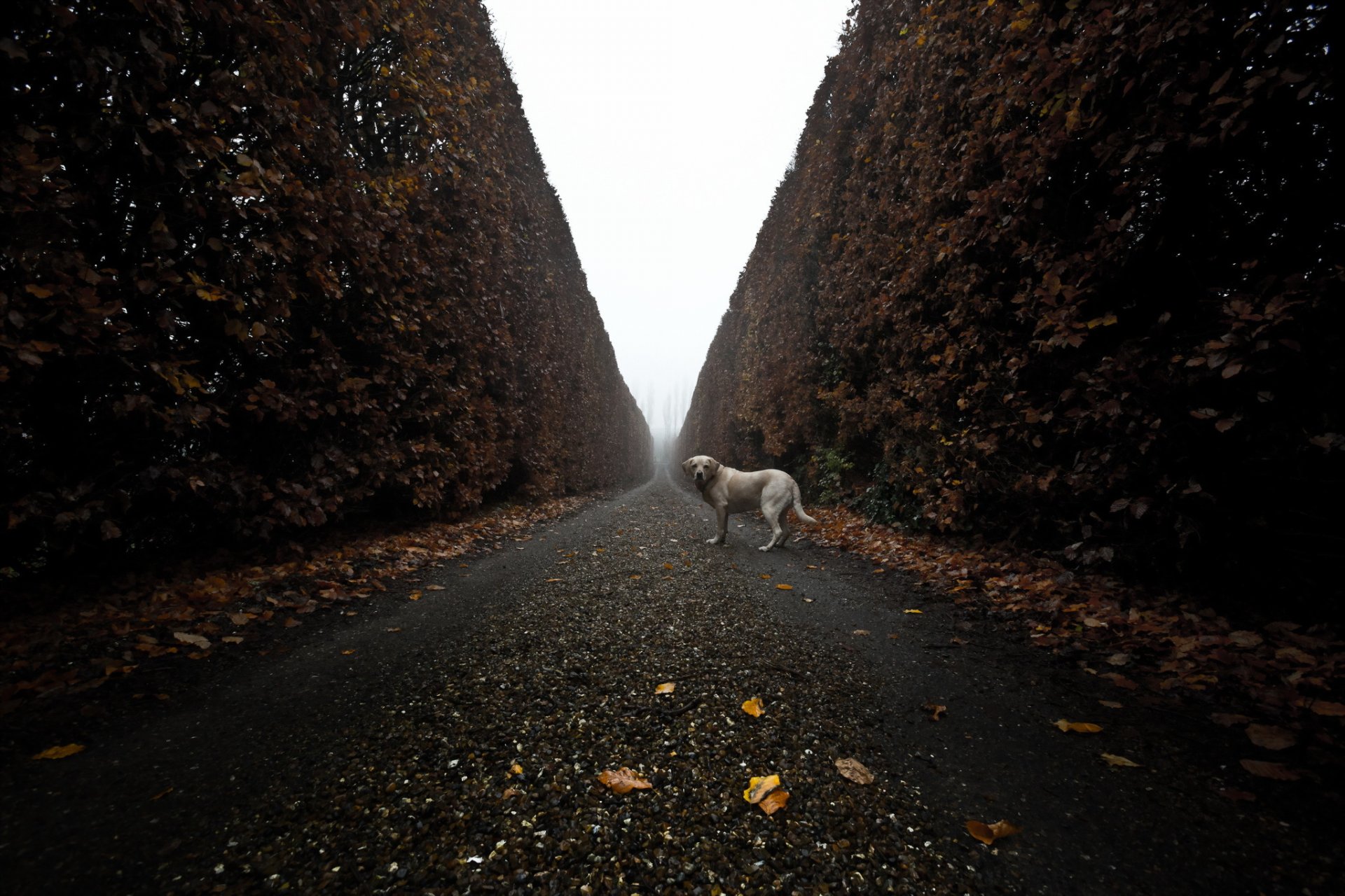 perro mirada amigo camino