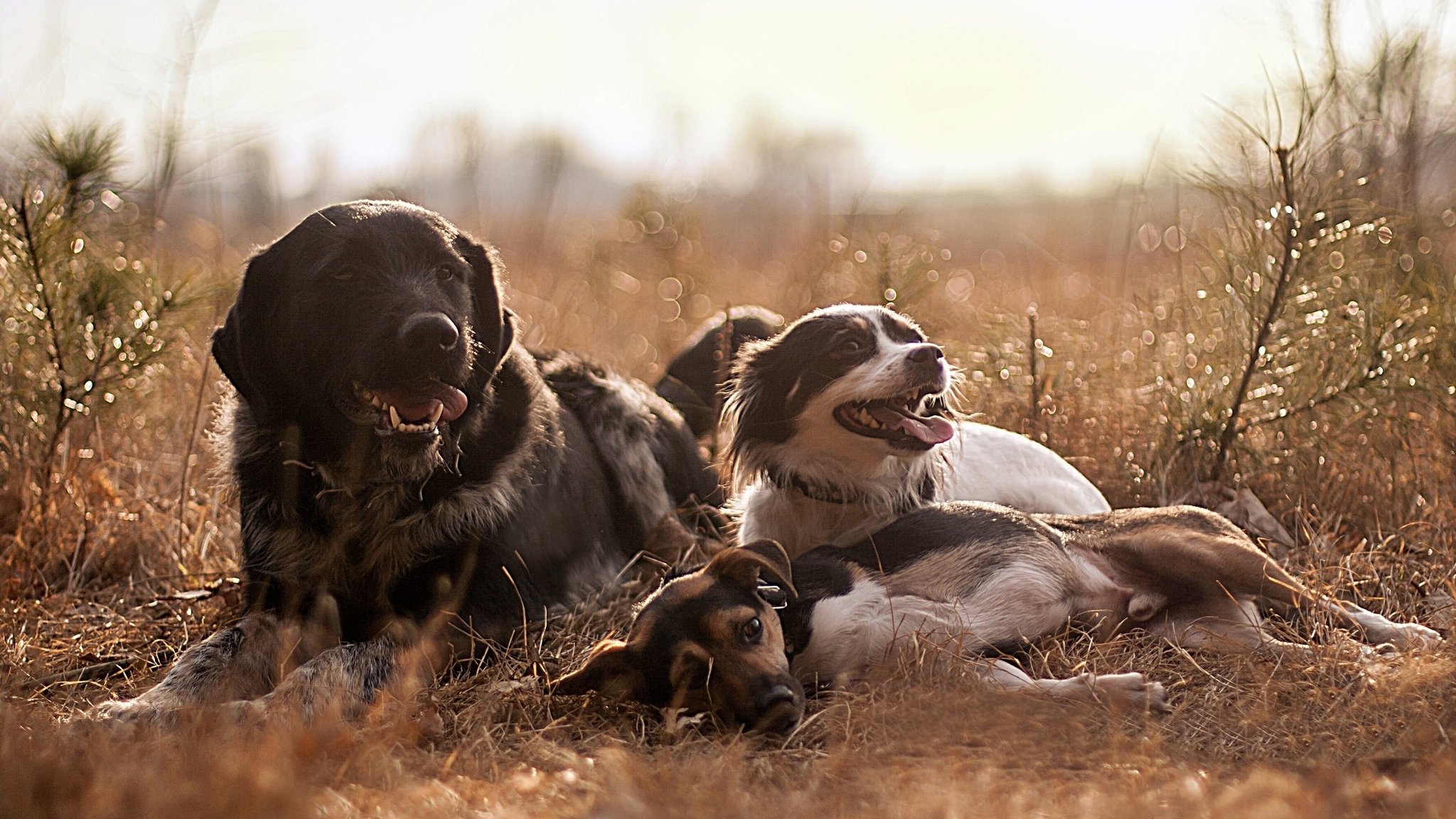 perros amigos vacaciones