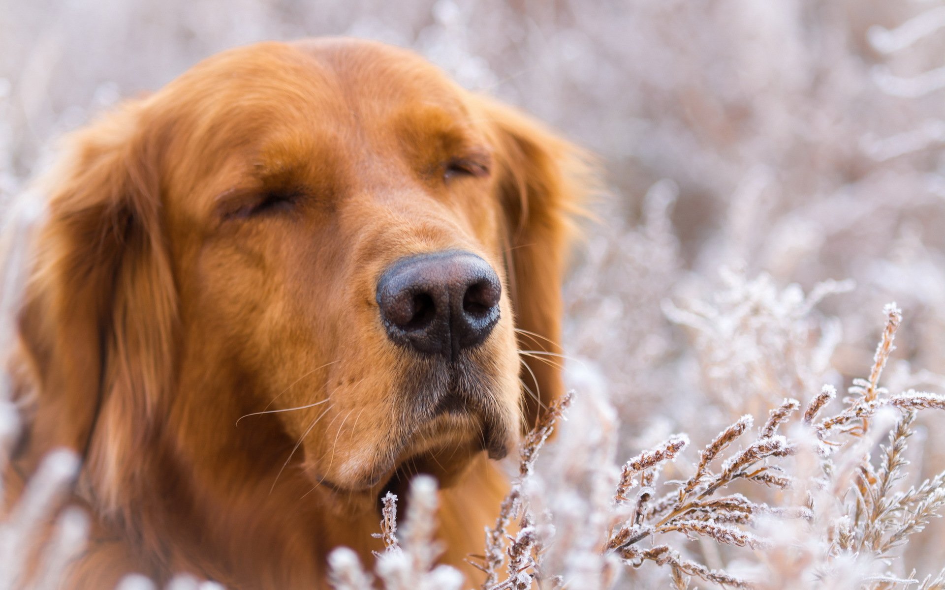 hund freund natur