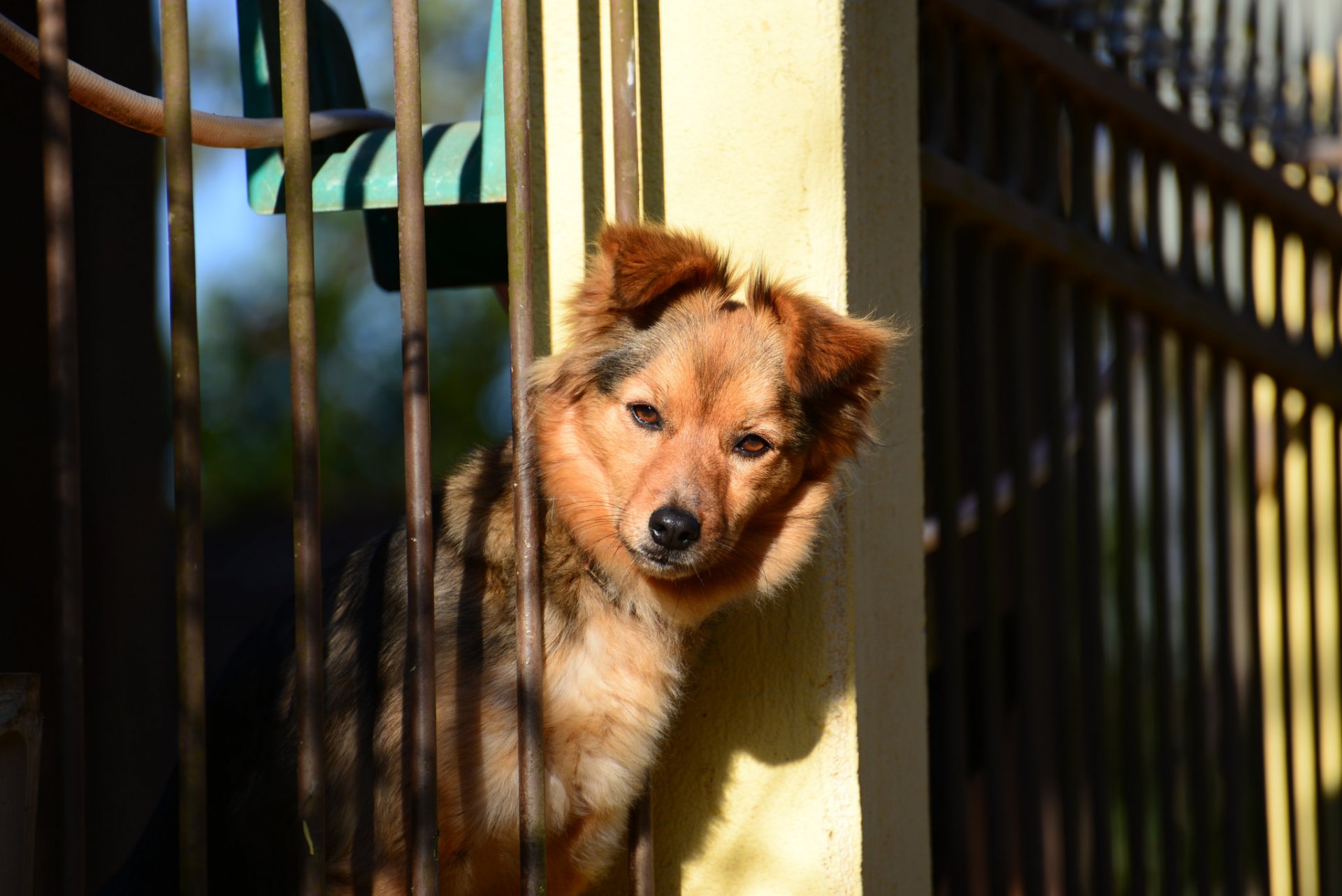 cane amico recinzione