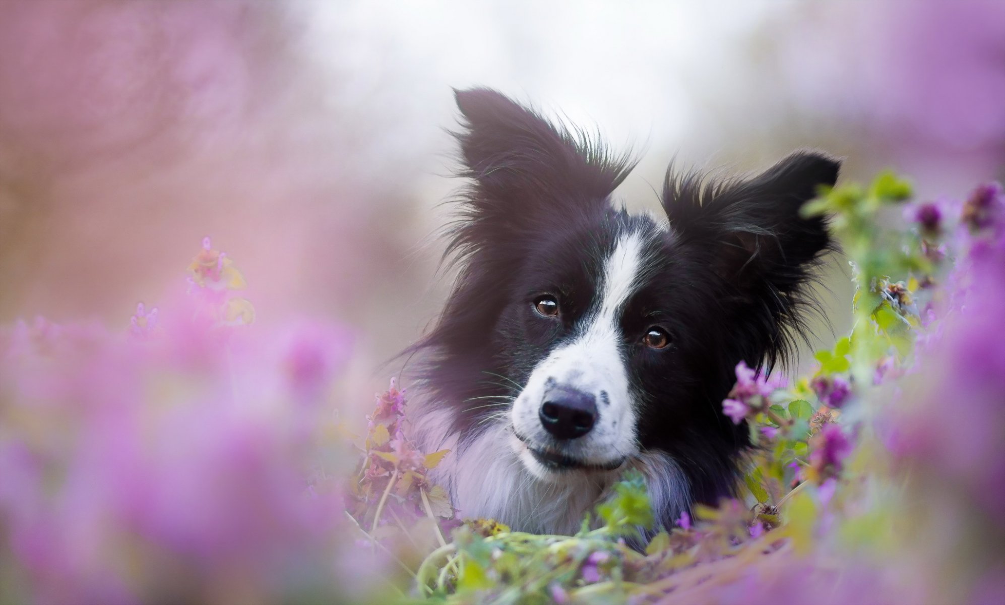 hund blick freund natur